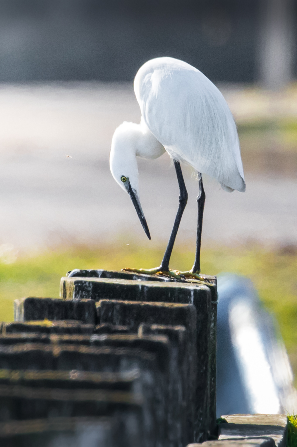 Egret