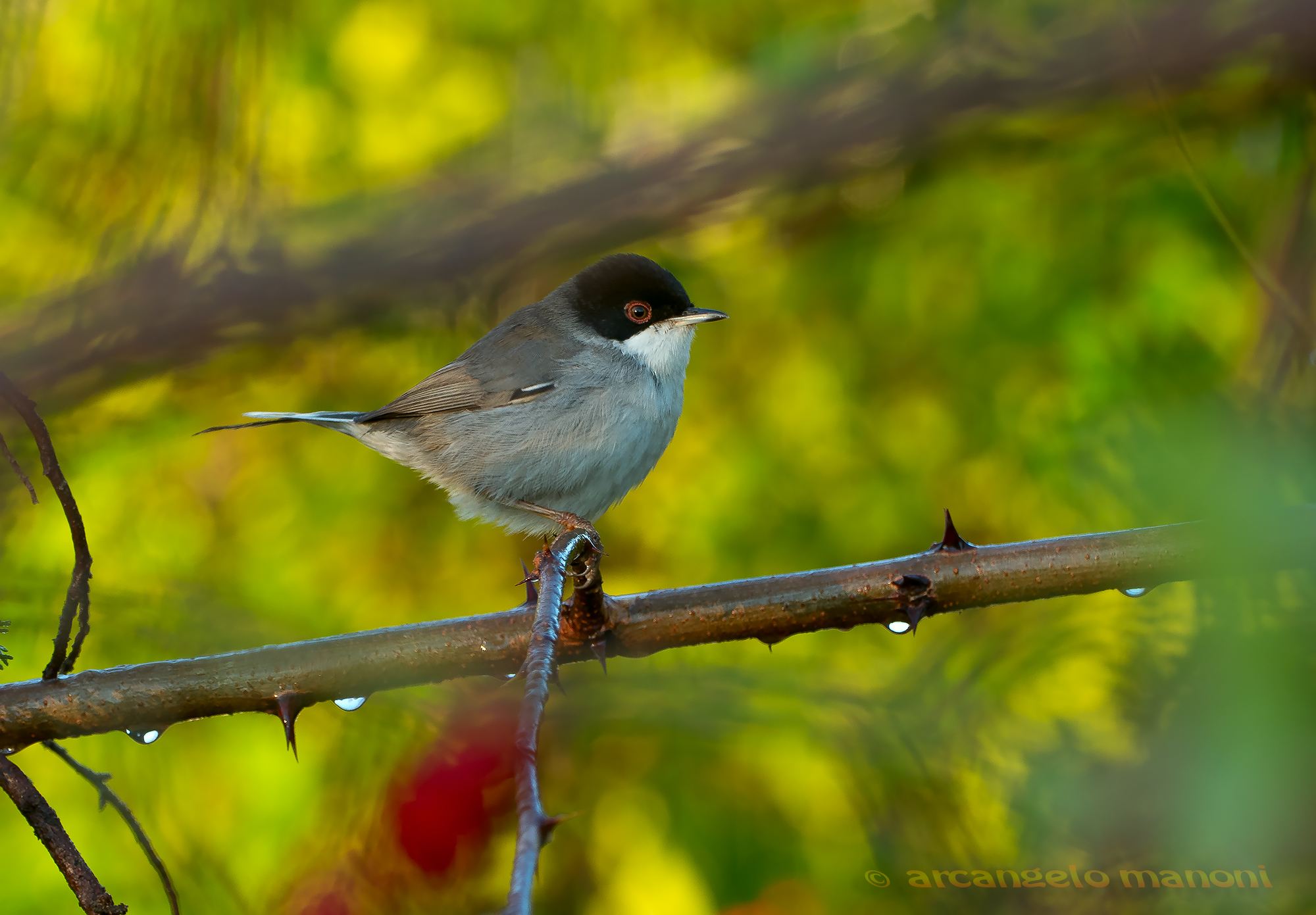 The magnificent warbler