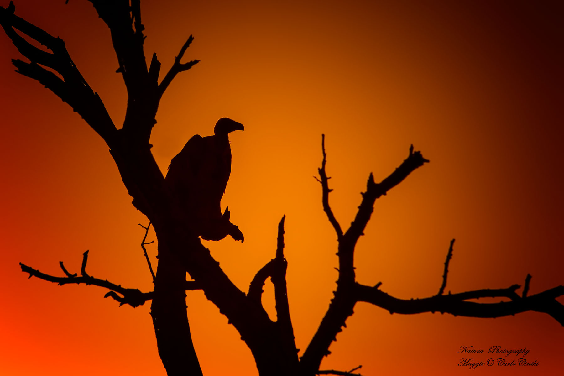 Griffon vulture African white-backed at sunset - Gyps africa...
