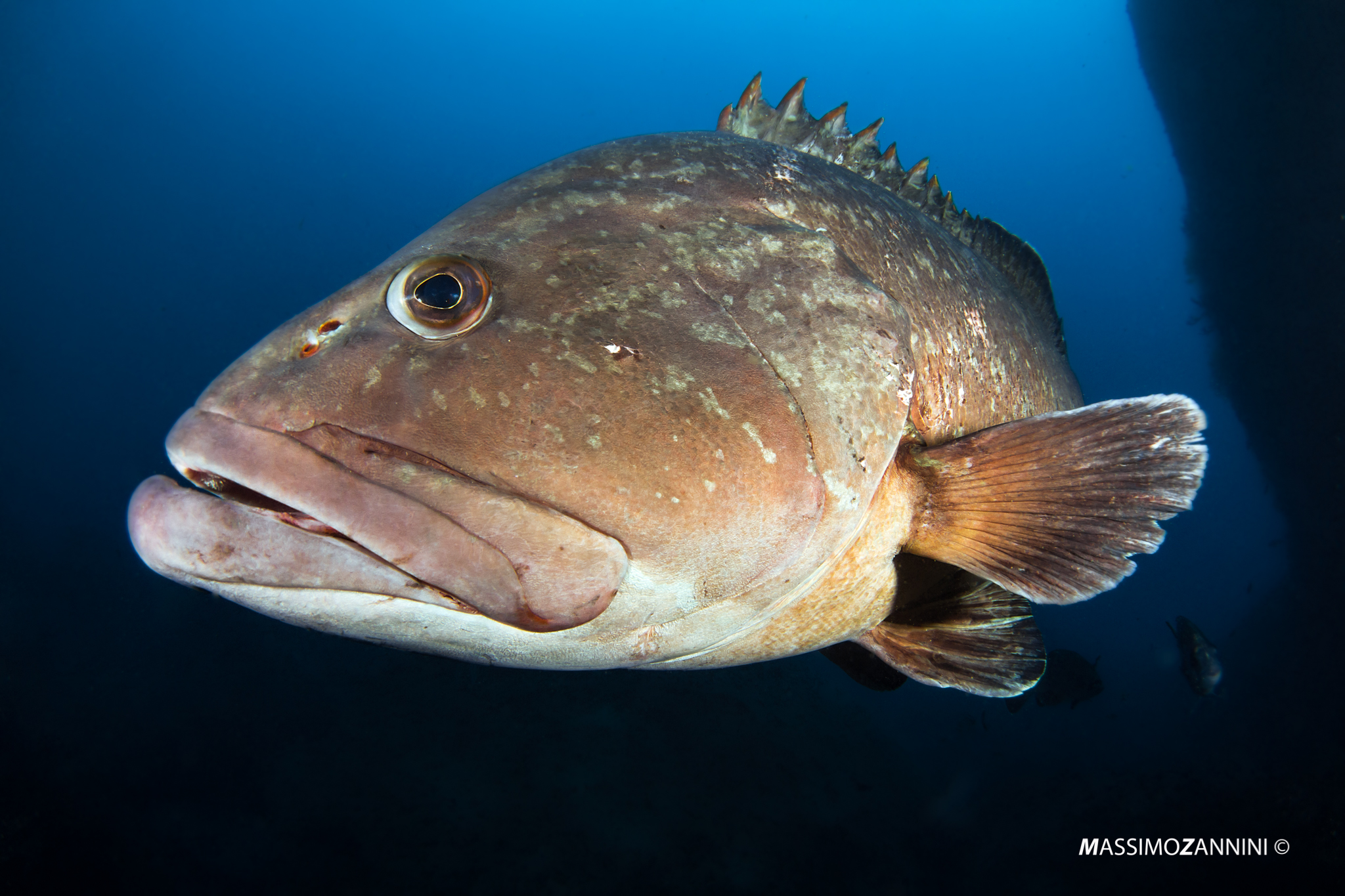 Grouper