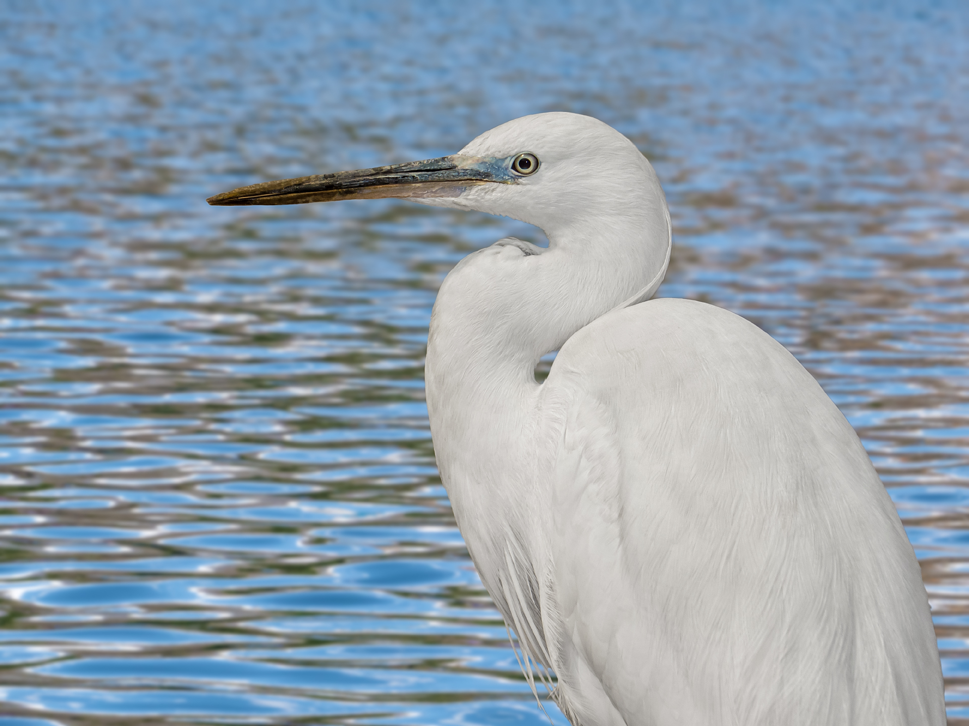 Little Egret