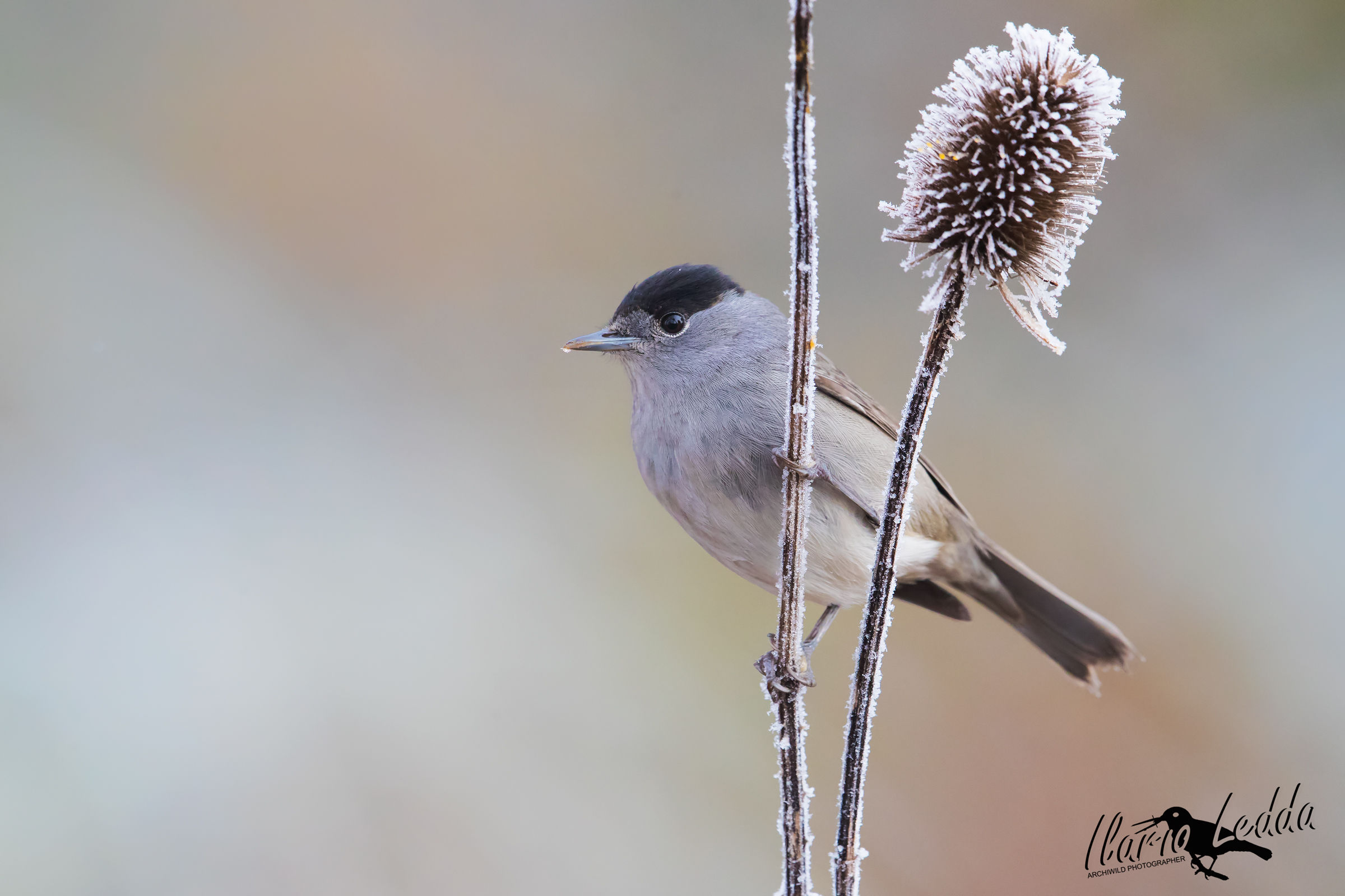 blackcap