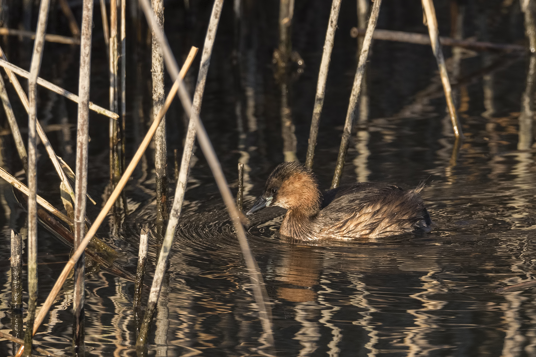 Tuffetto al tramonto
