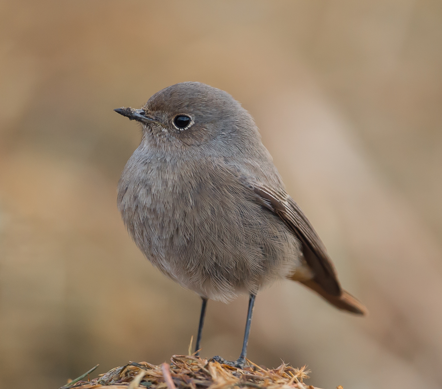 Redstart (Phoenicurus Phoenicurus)
