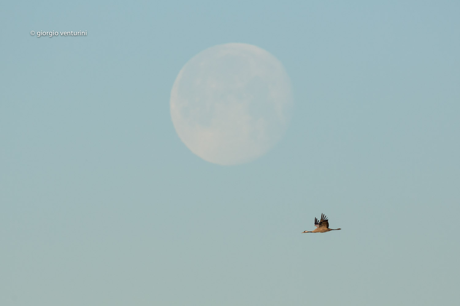 crane and moon