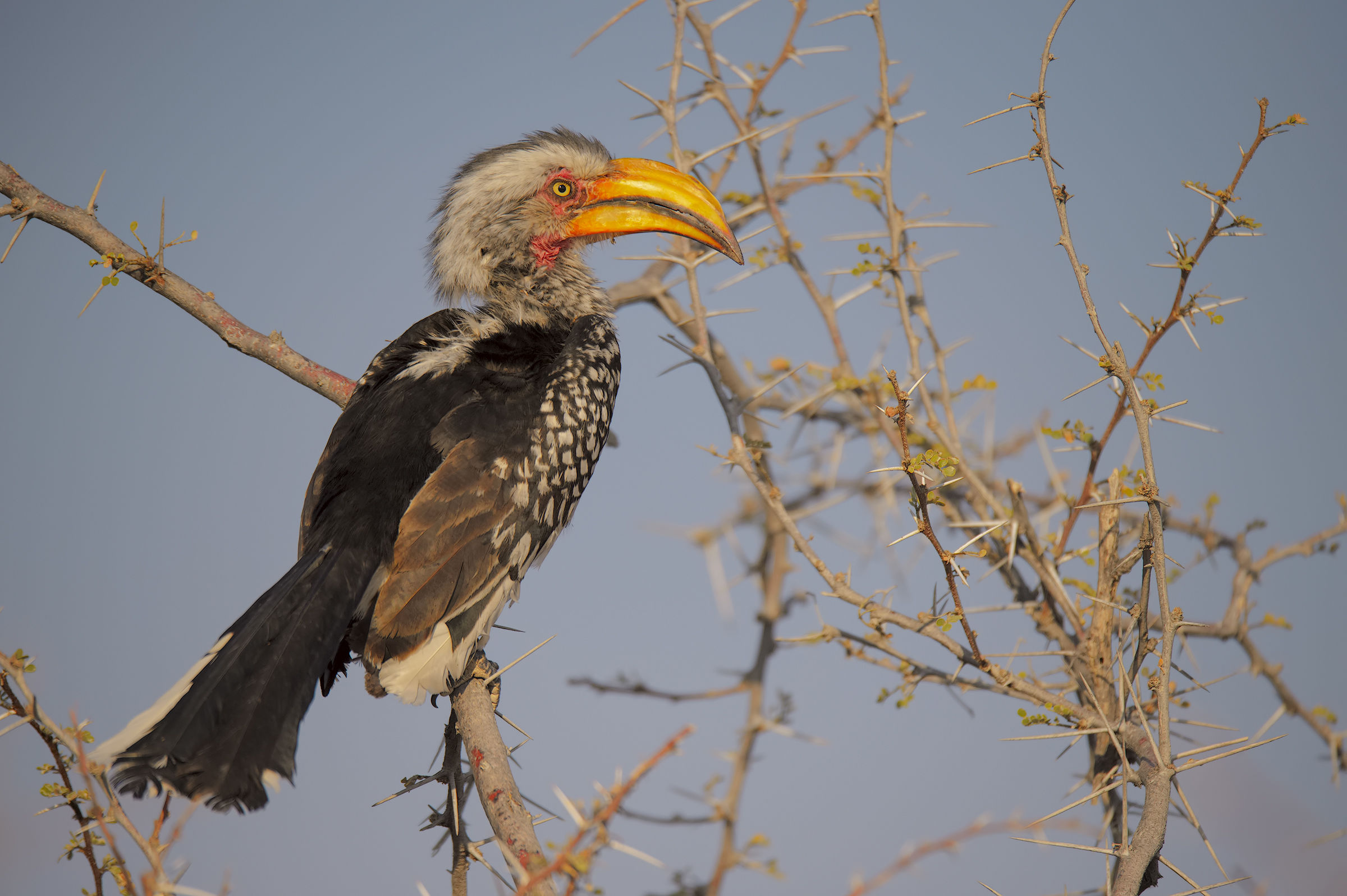 The thorny Hornbill