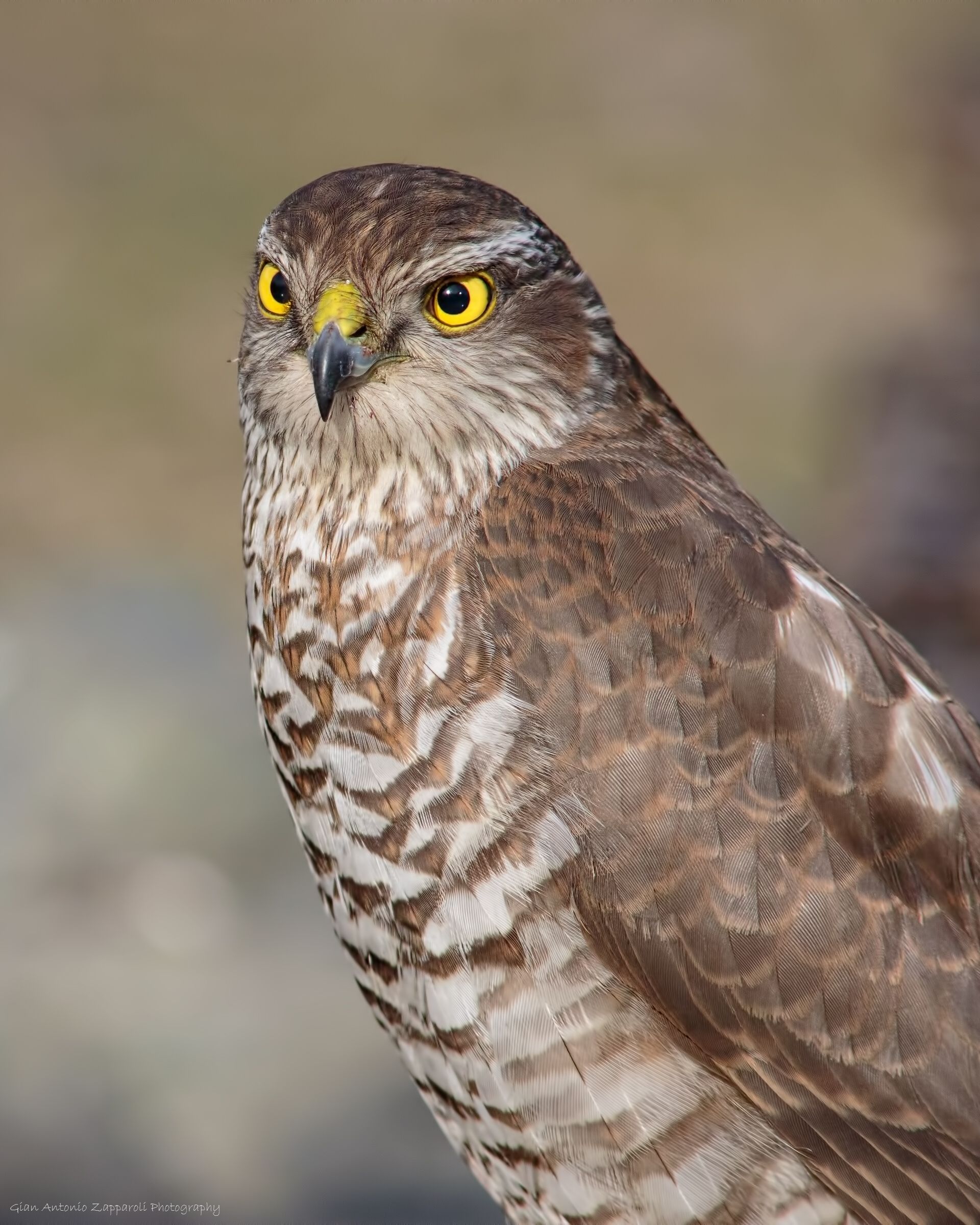 Goshawk (Accipiter gentilis)