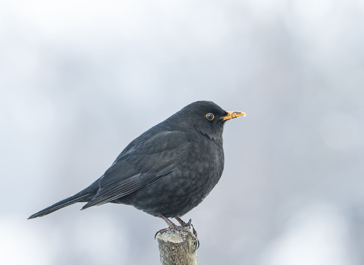 'è da un pò che aspetto..ho perfino la bri...