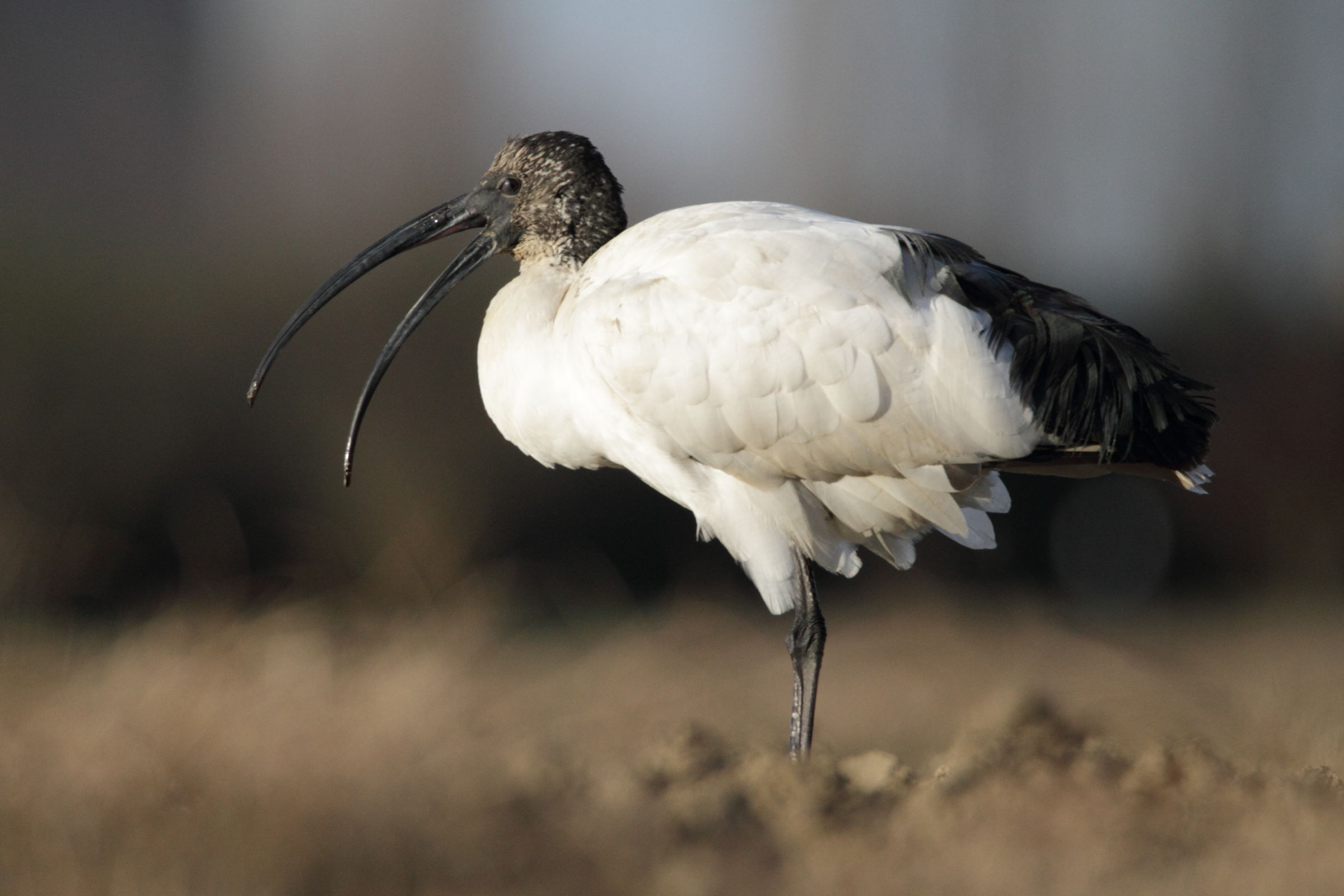 Sacred Ibis: a beak open