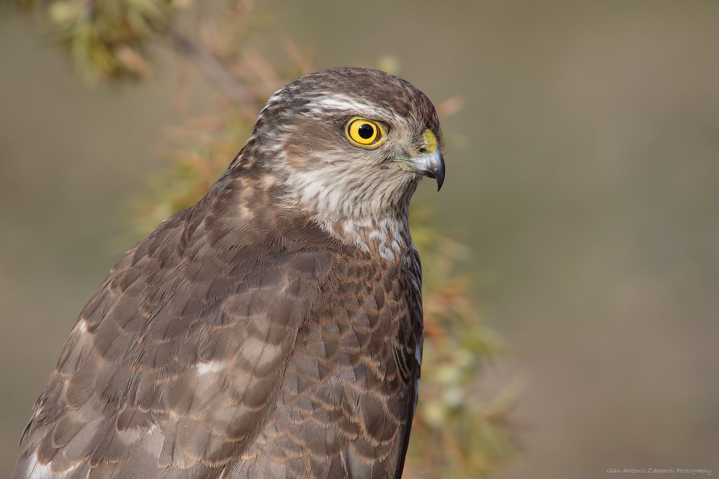 Goshawk (Accipiter gentilis)
