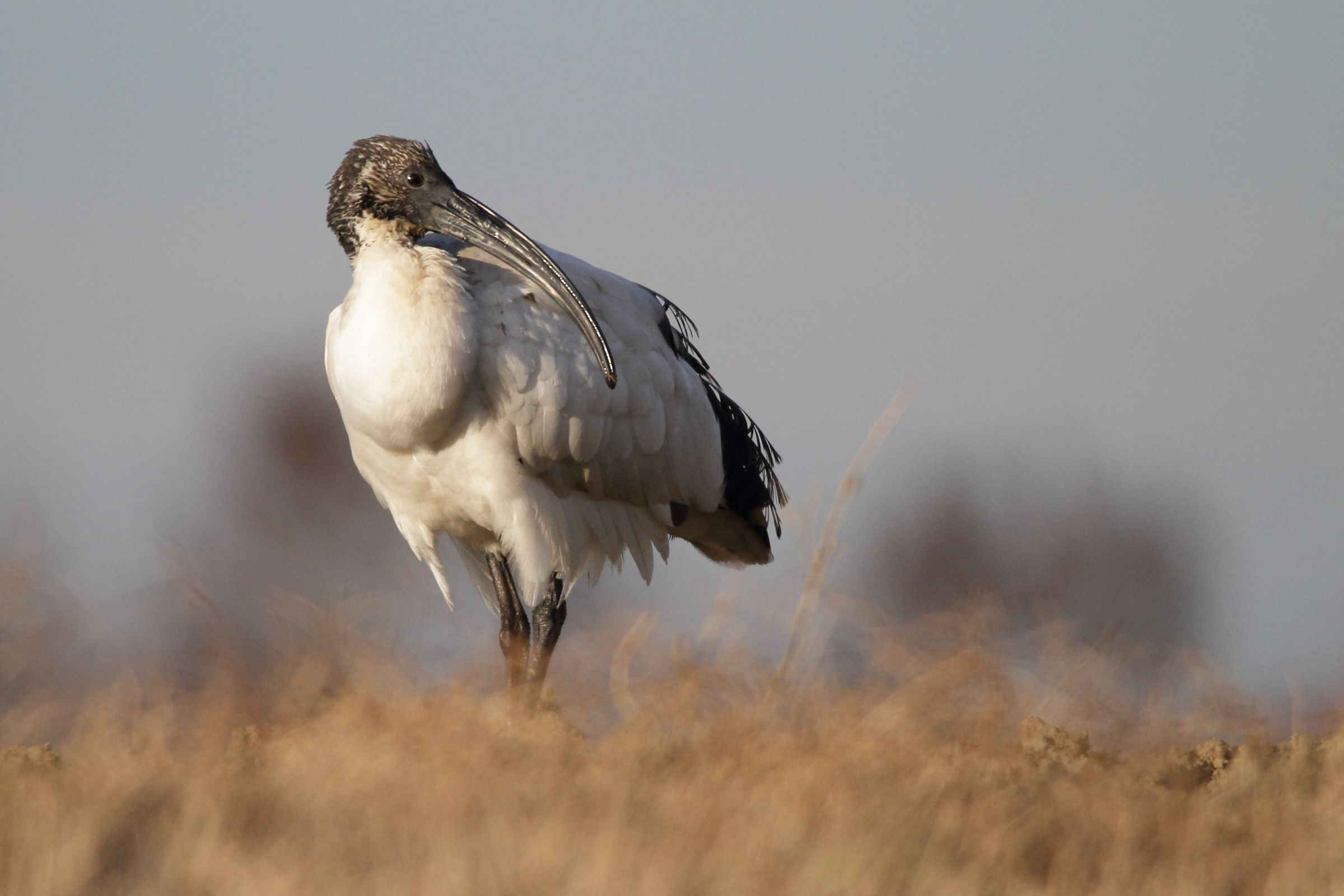 Sacred Ibis