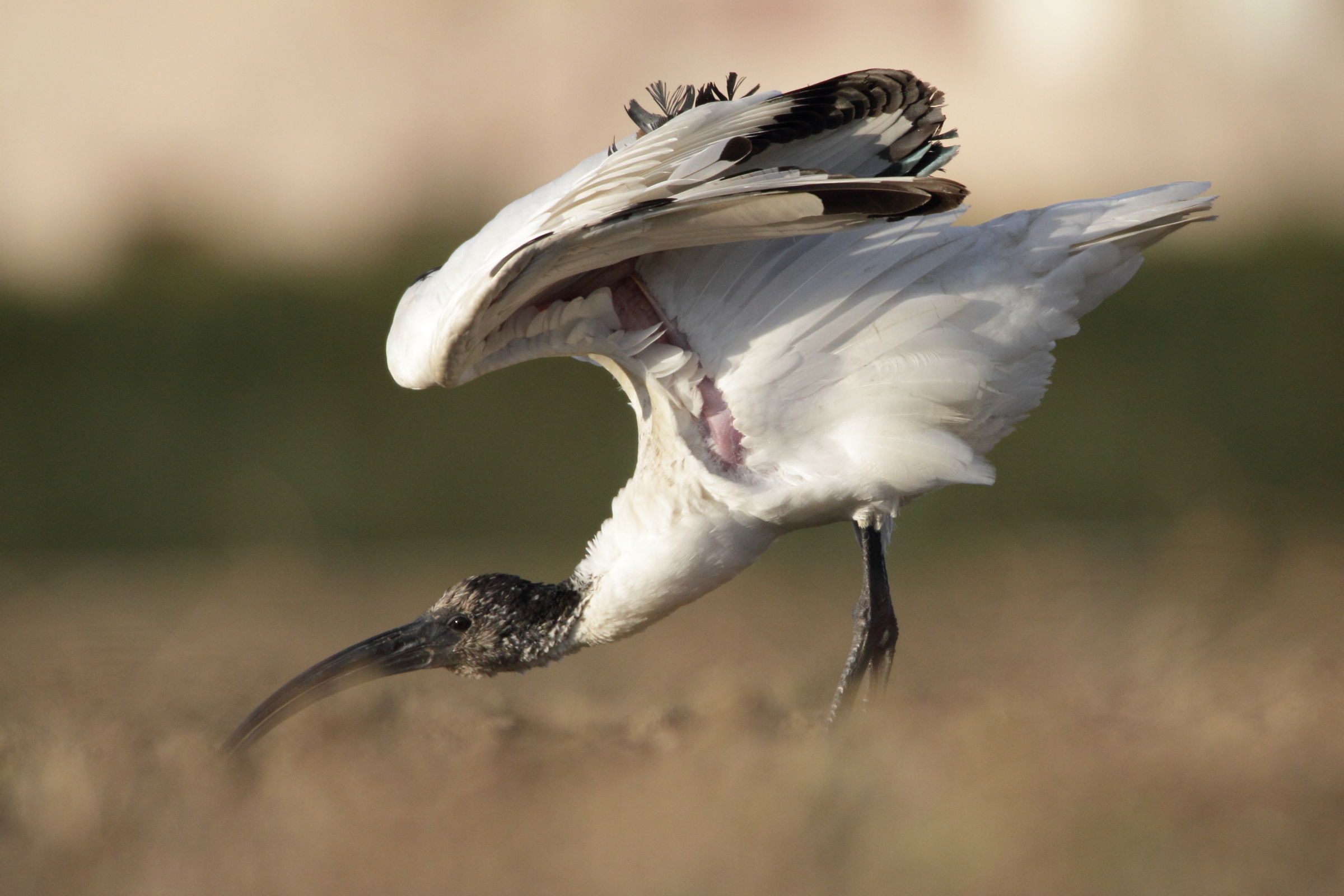 Sacred Ibis: while "stretch"