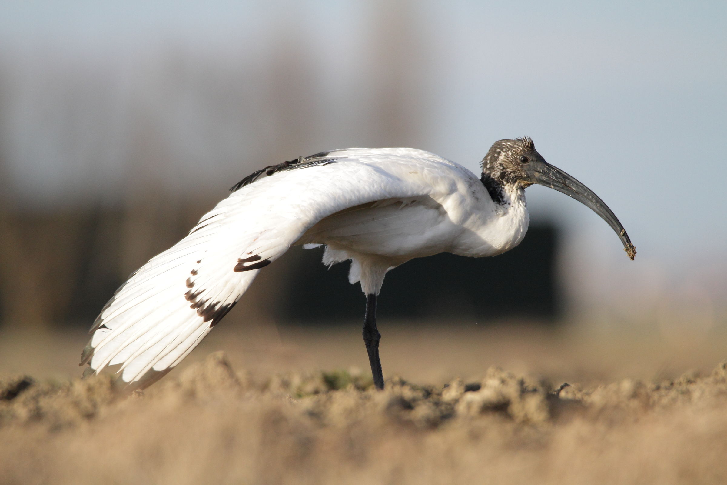 Sacred Ibis: profile with spread wings