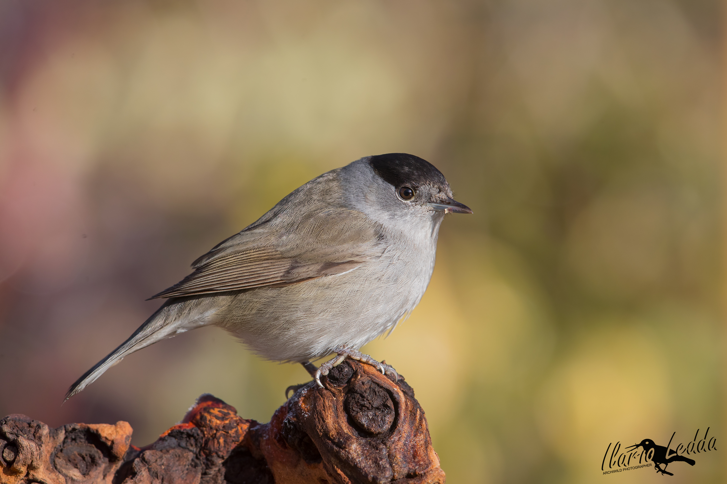 blackcap