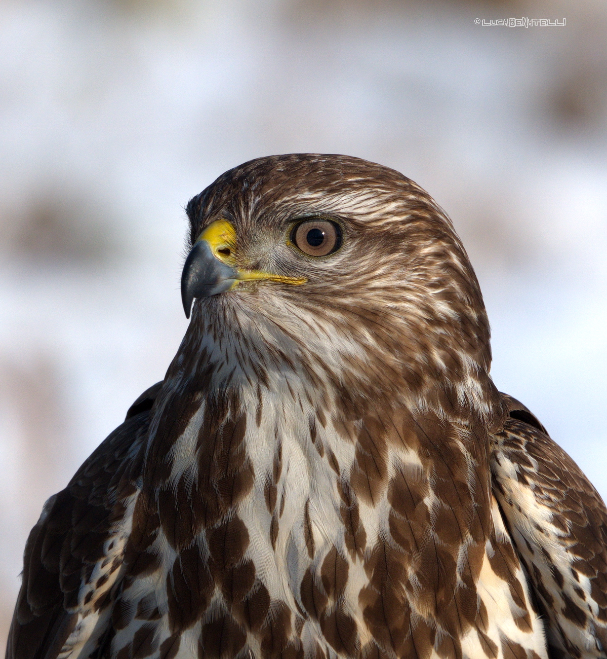 Portrait of a buzzard
