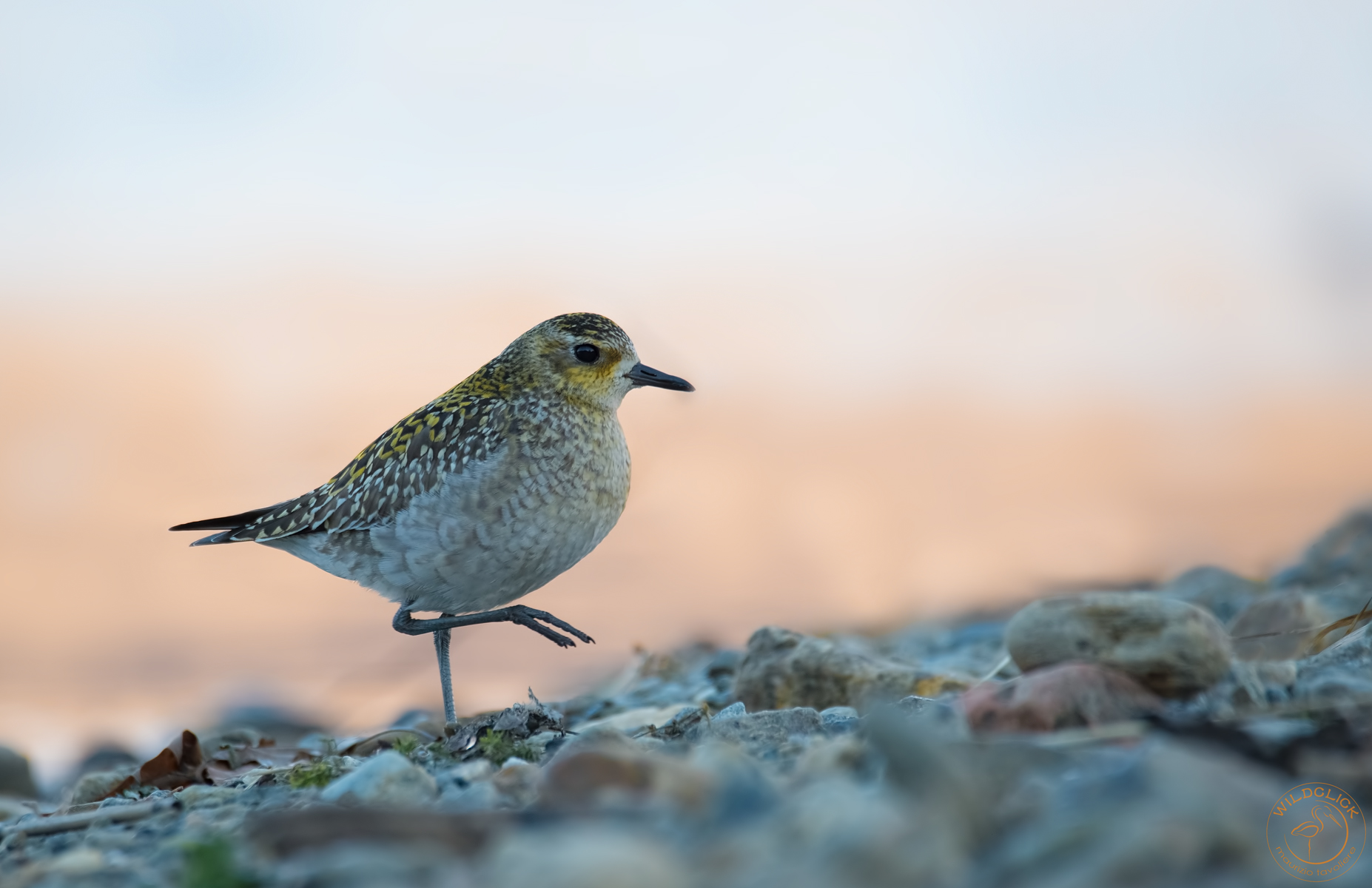 Piviere orientale ..