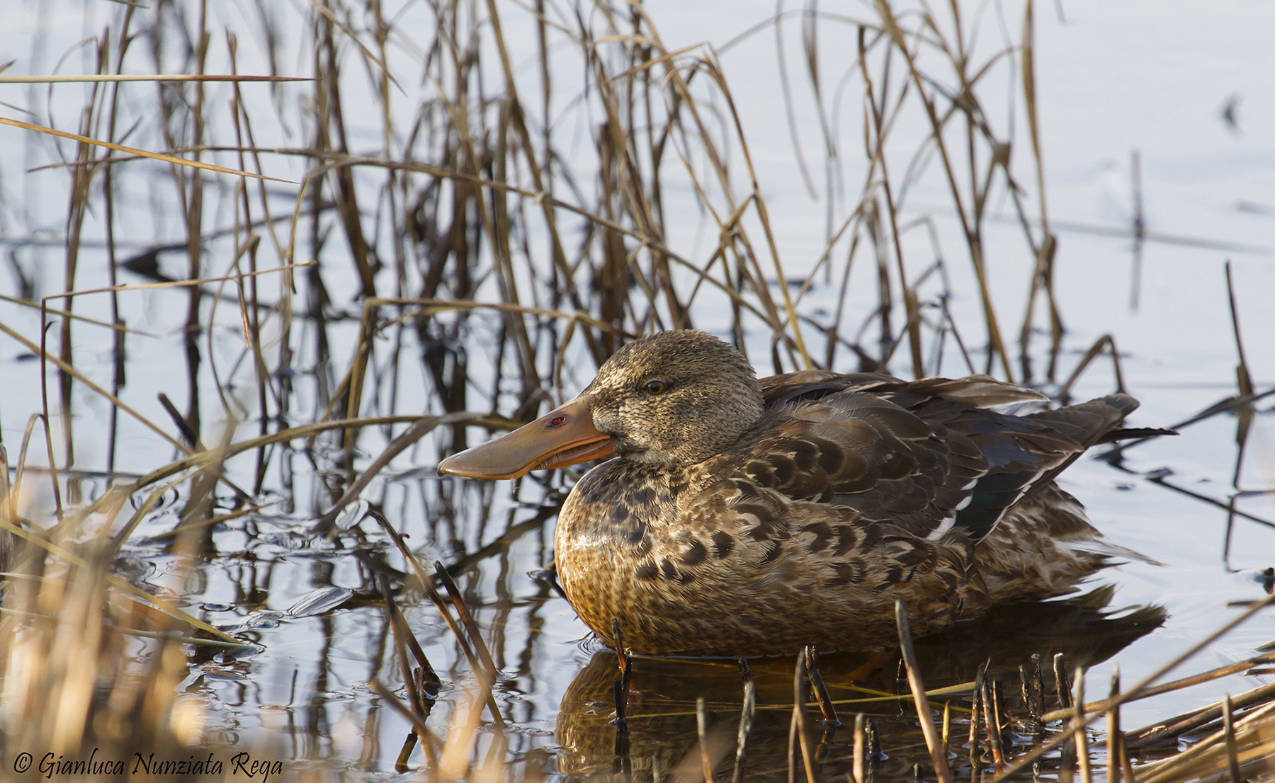 Shoveler female