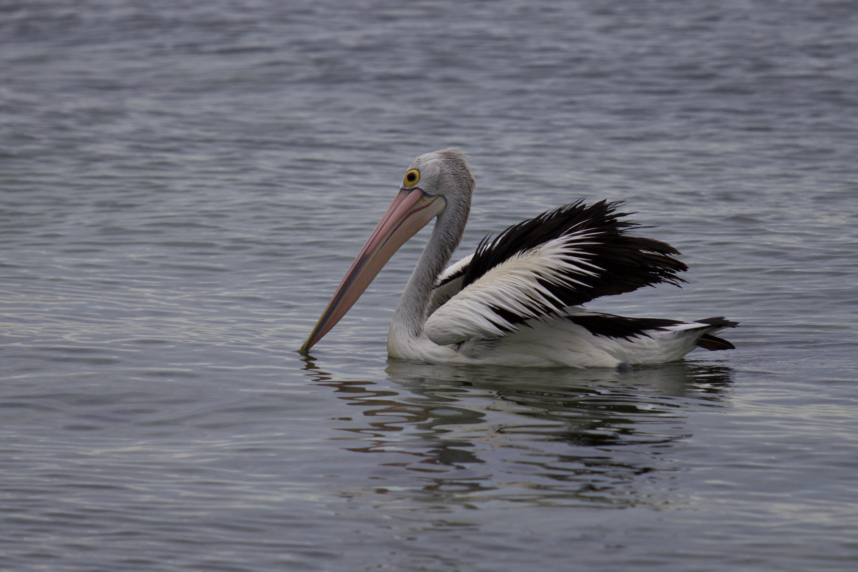 Pelican