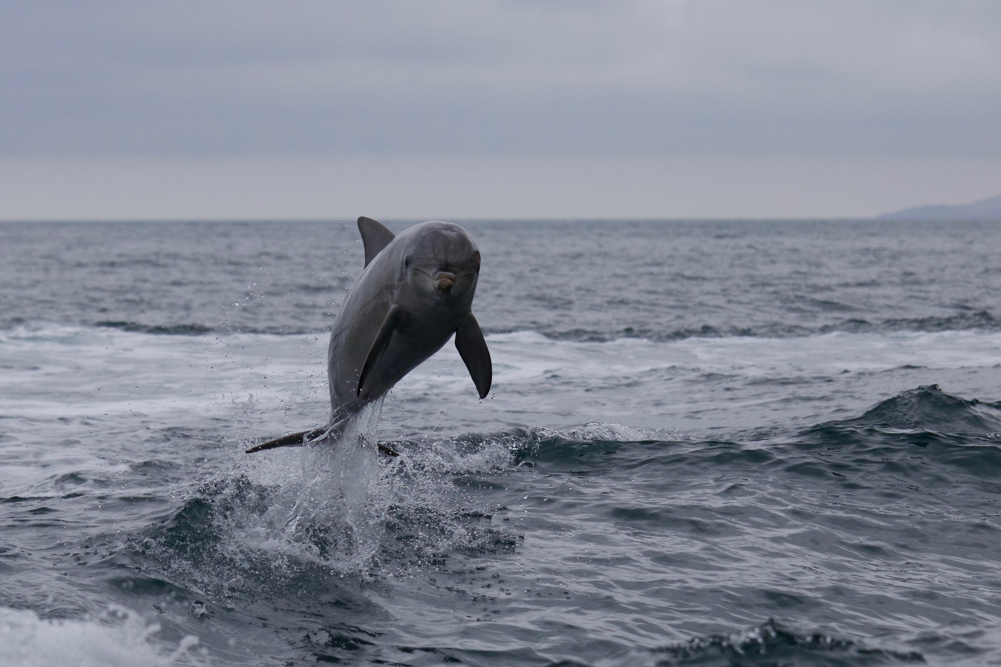 Delfino (Kangaroo Island)
