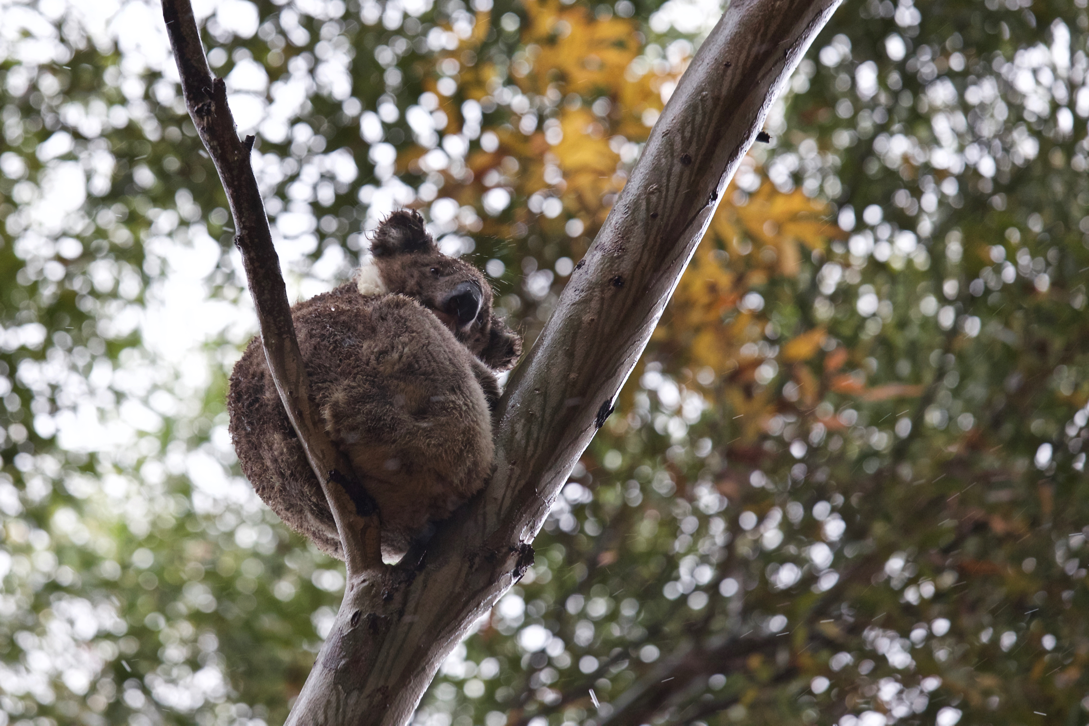 Koala tightrope (in the rain)