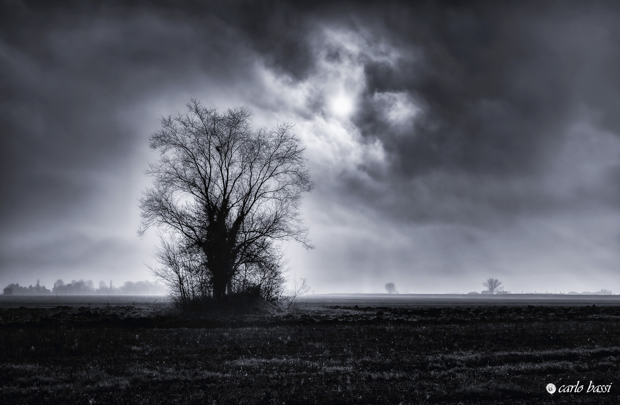 The lonely tree