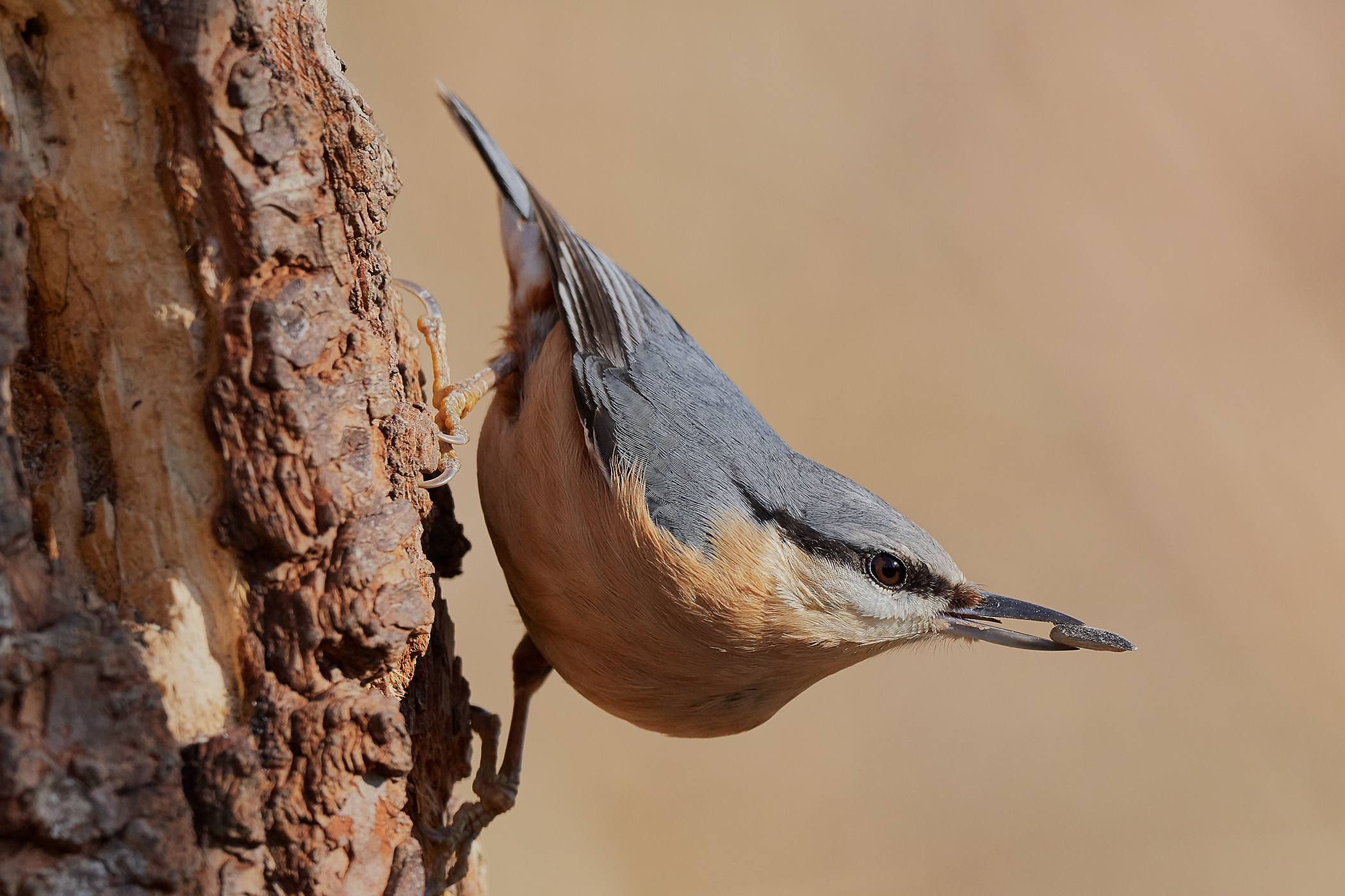 nuthatch