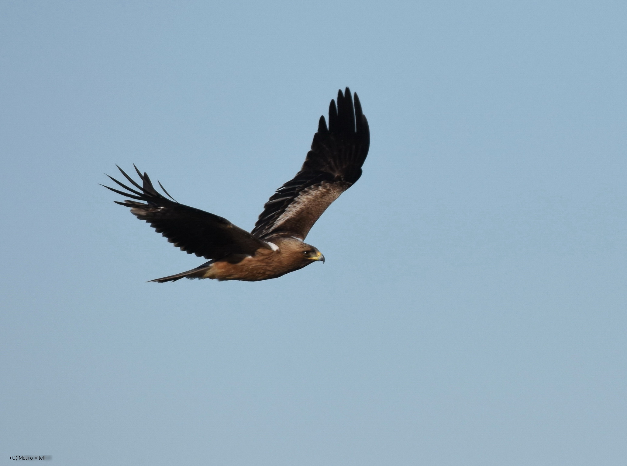Aquila Minore (Aquila pennata)