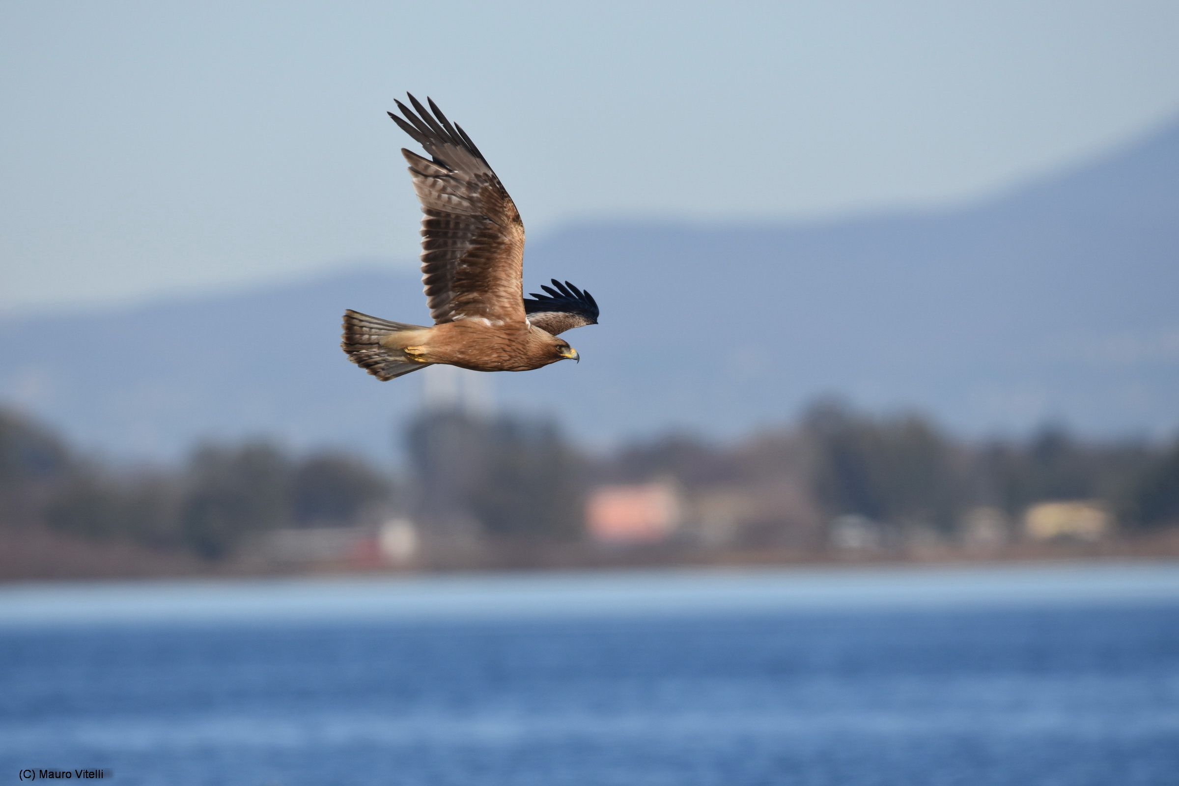 Aquila Minore (Aquila pennata)