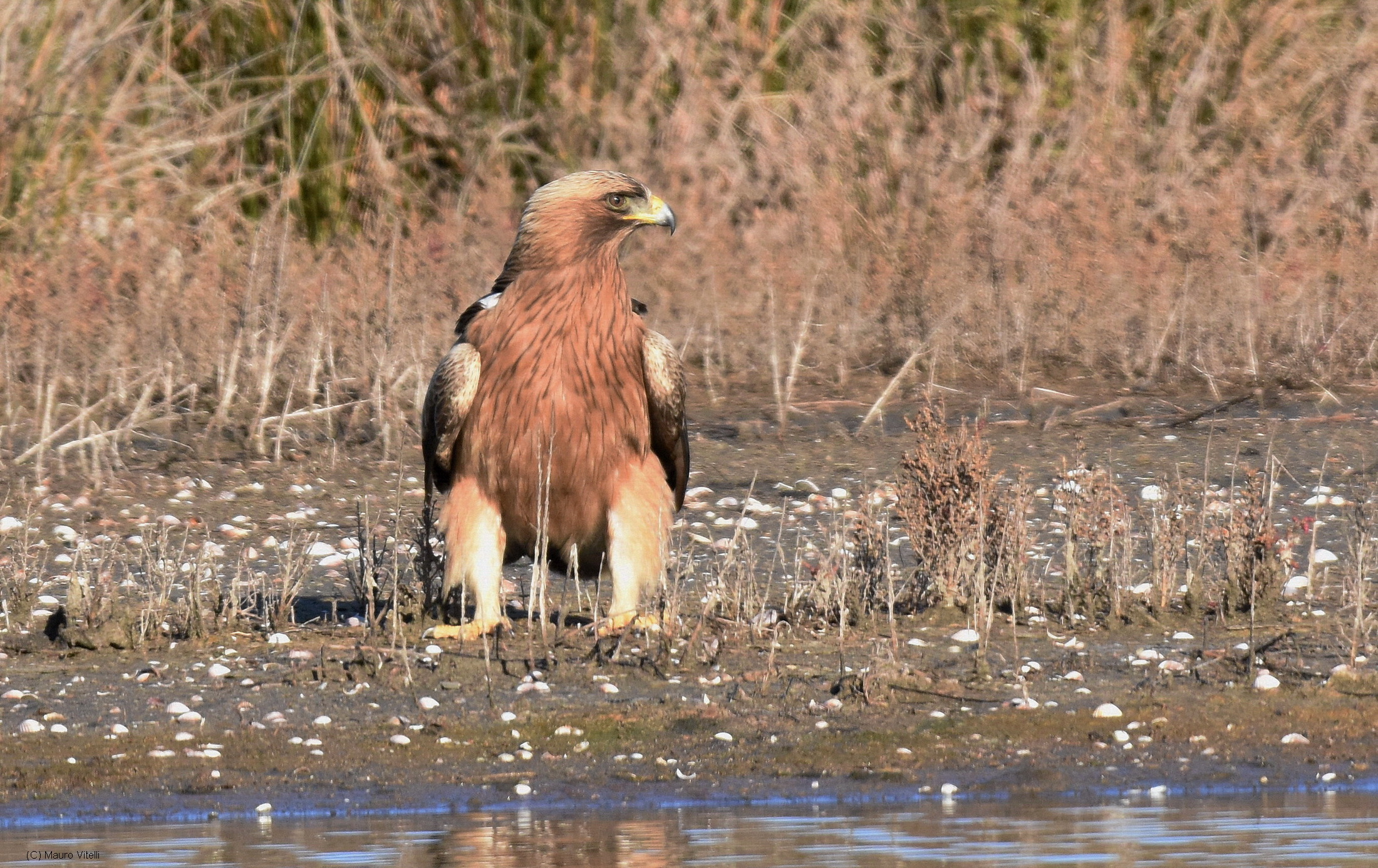 Aquila Minore (Aquila pennata)