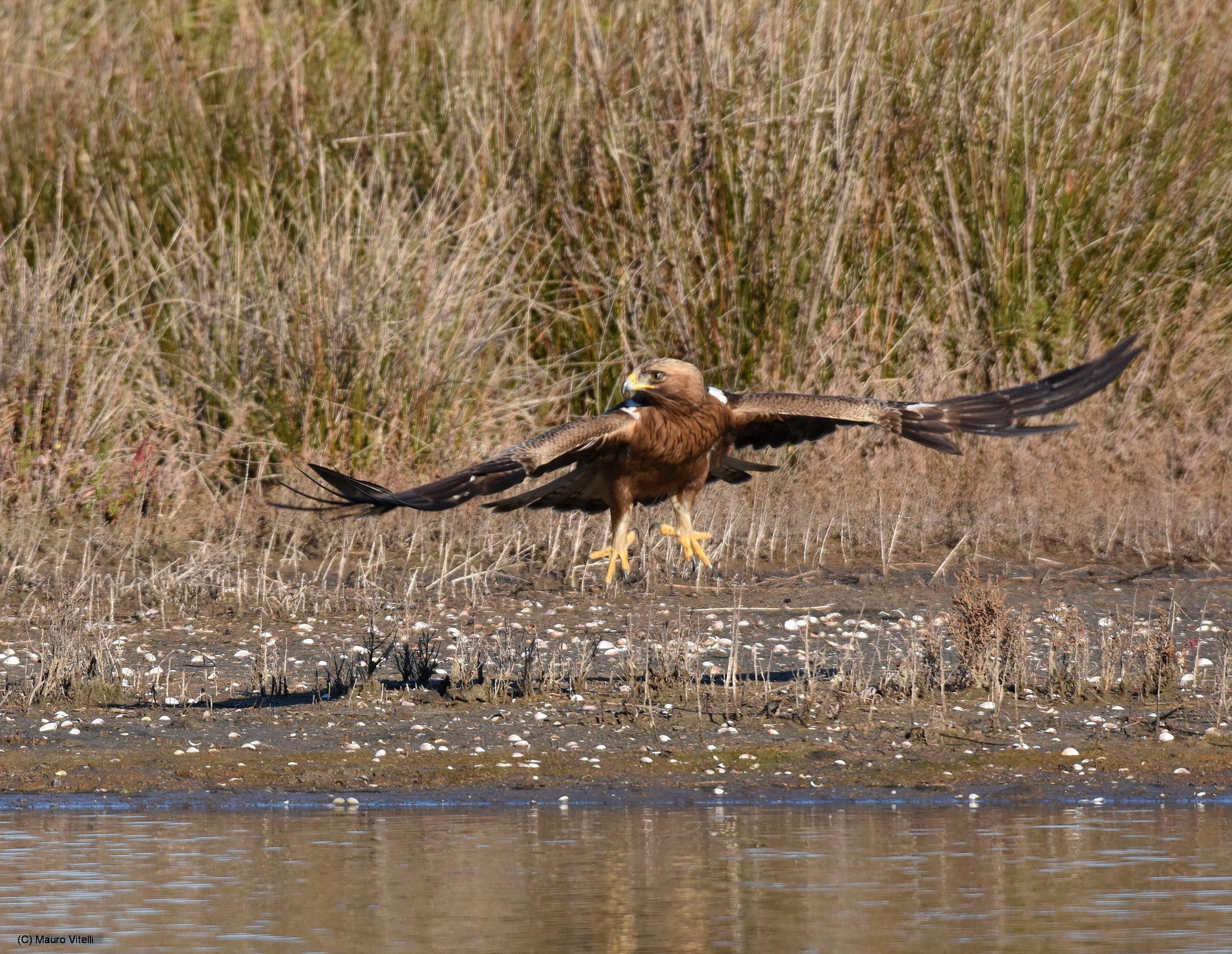 Aquila Minore(Aquila pennata)