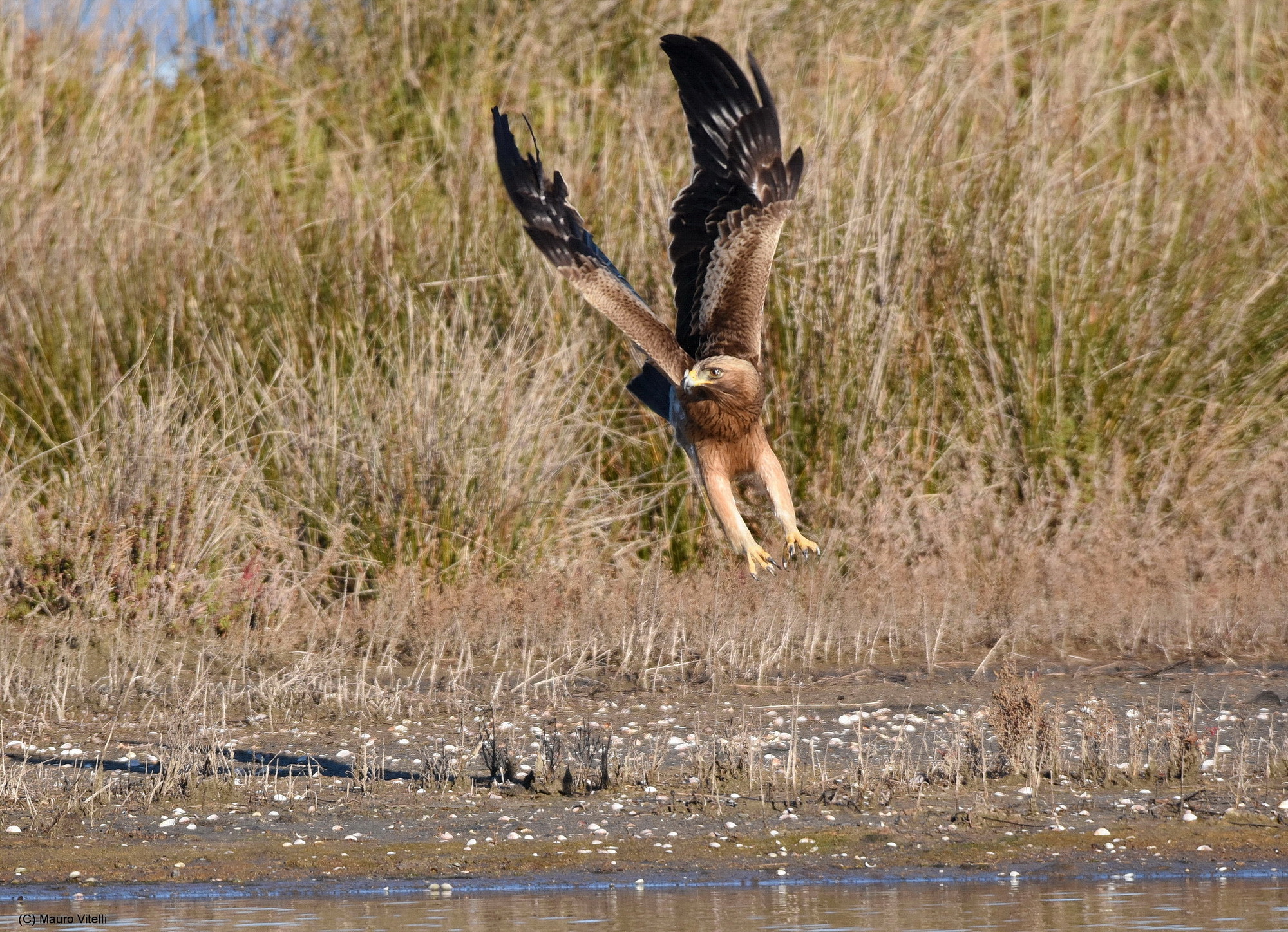 Aquila Minore (Aquila pennata)
