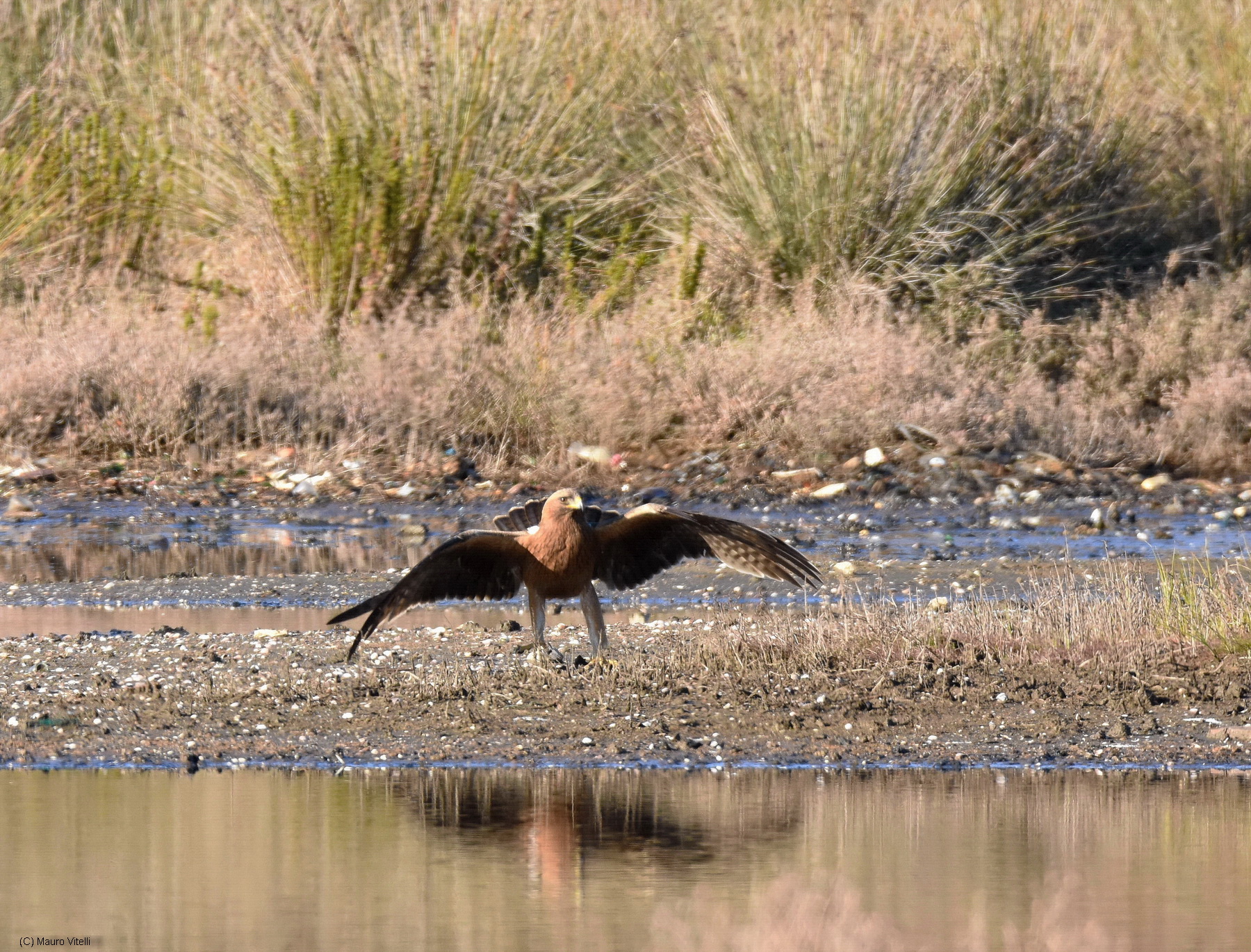 Aquila Minore (Aquila pennata)