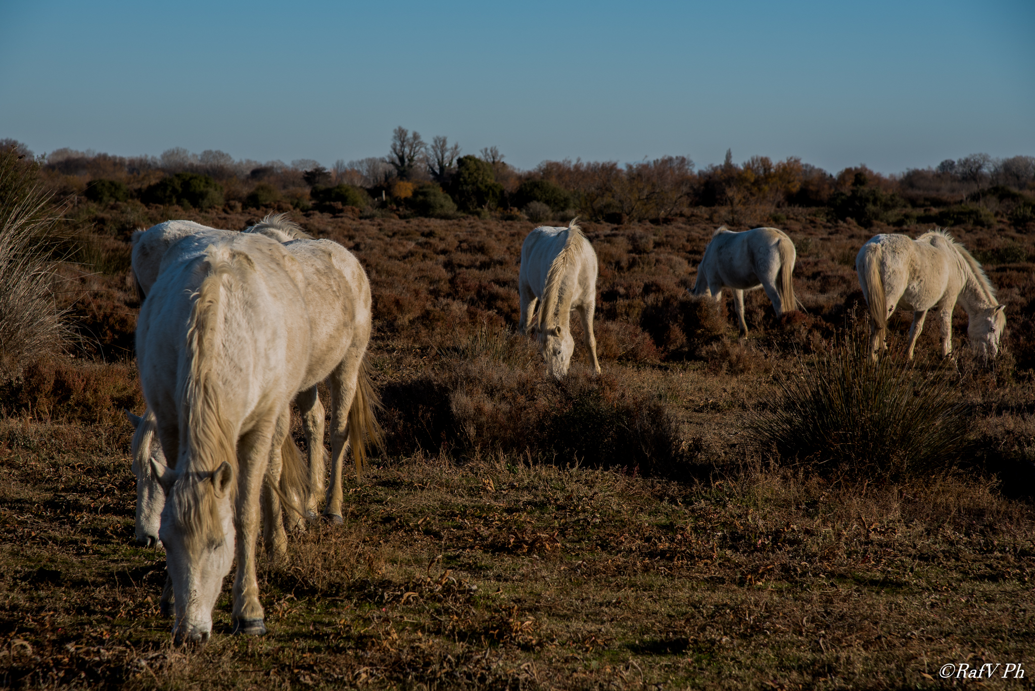 I cavalli della Camargue 1