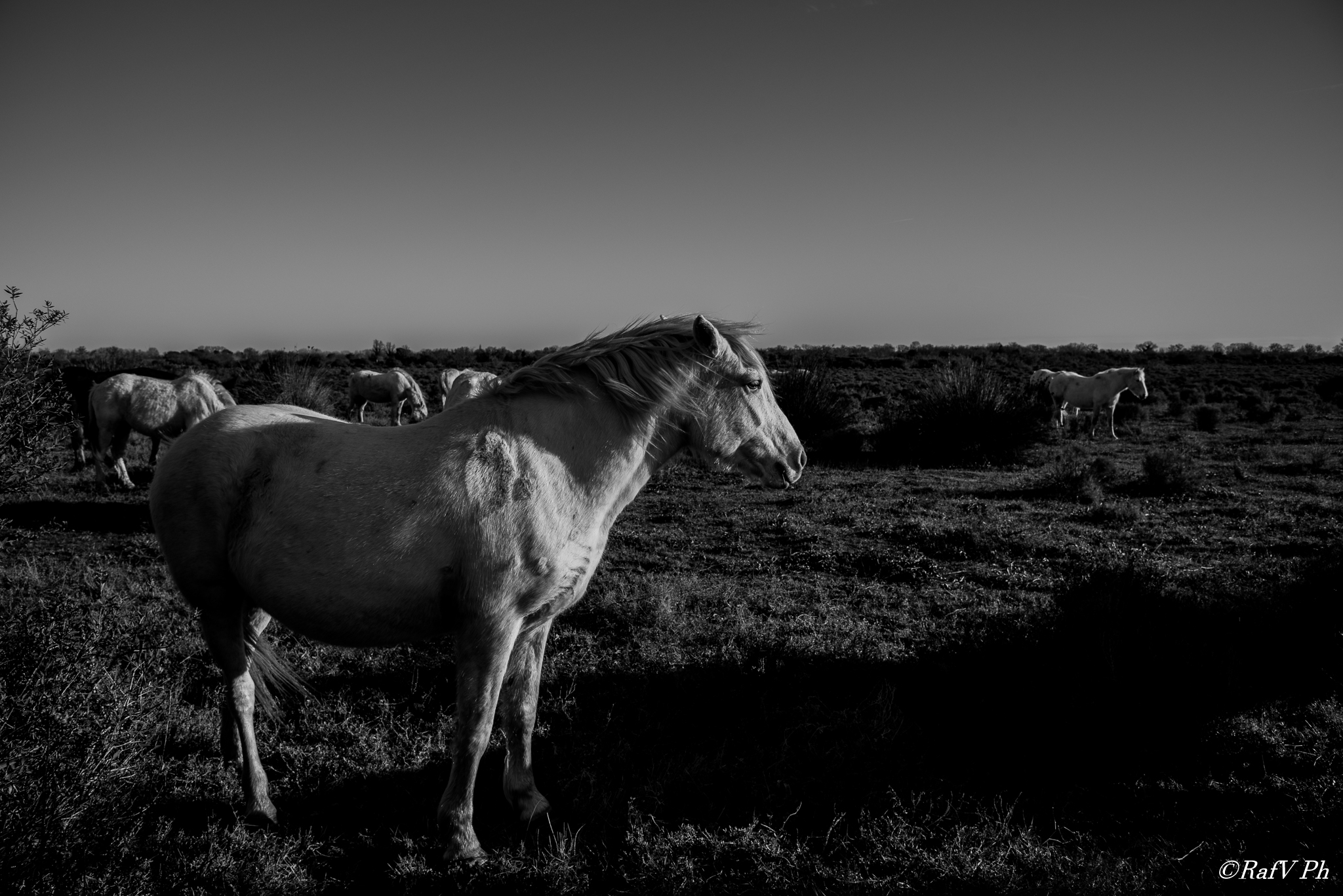I cavalli della Camargue 2