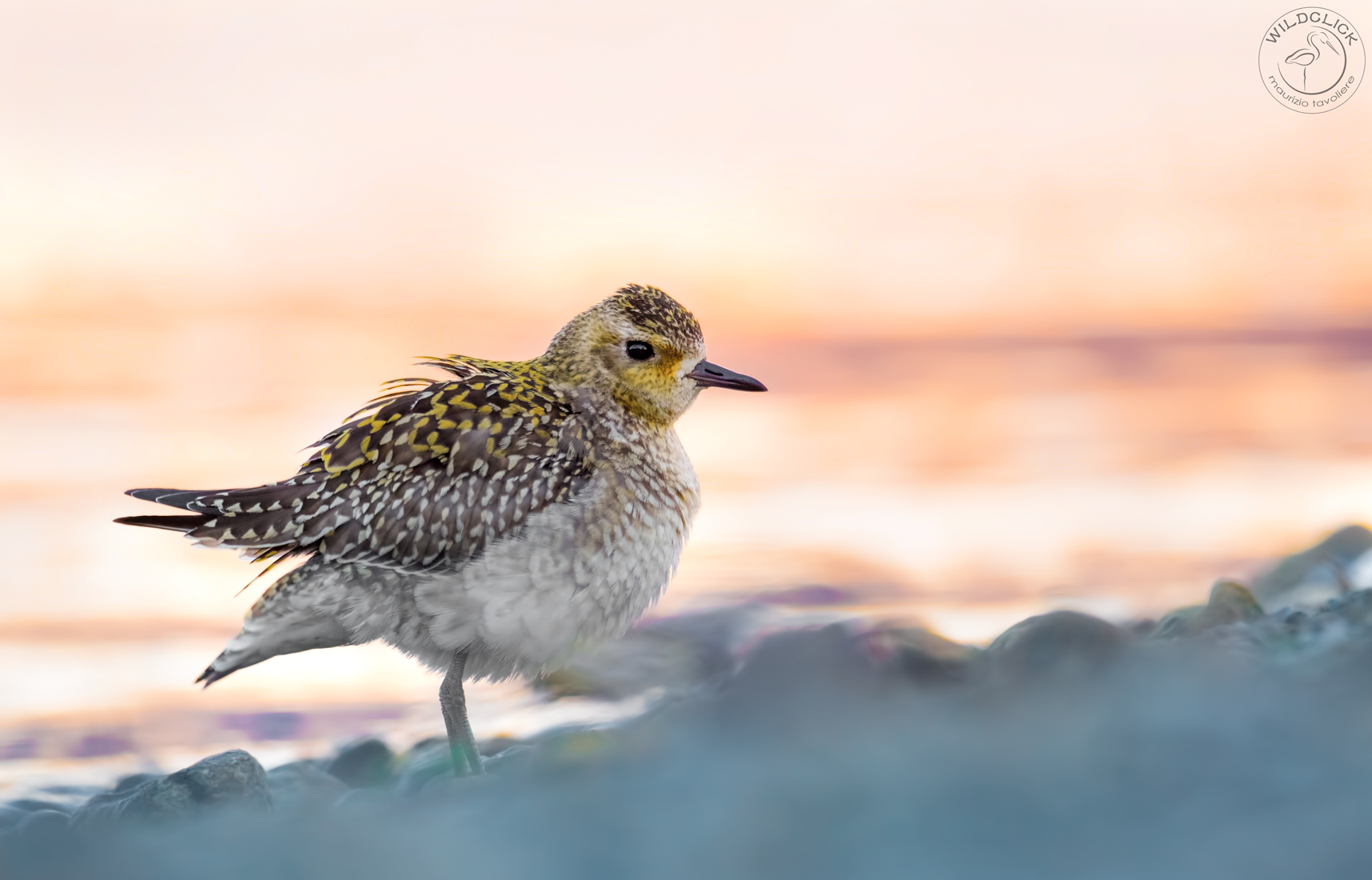 Piviere orientale ..