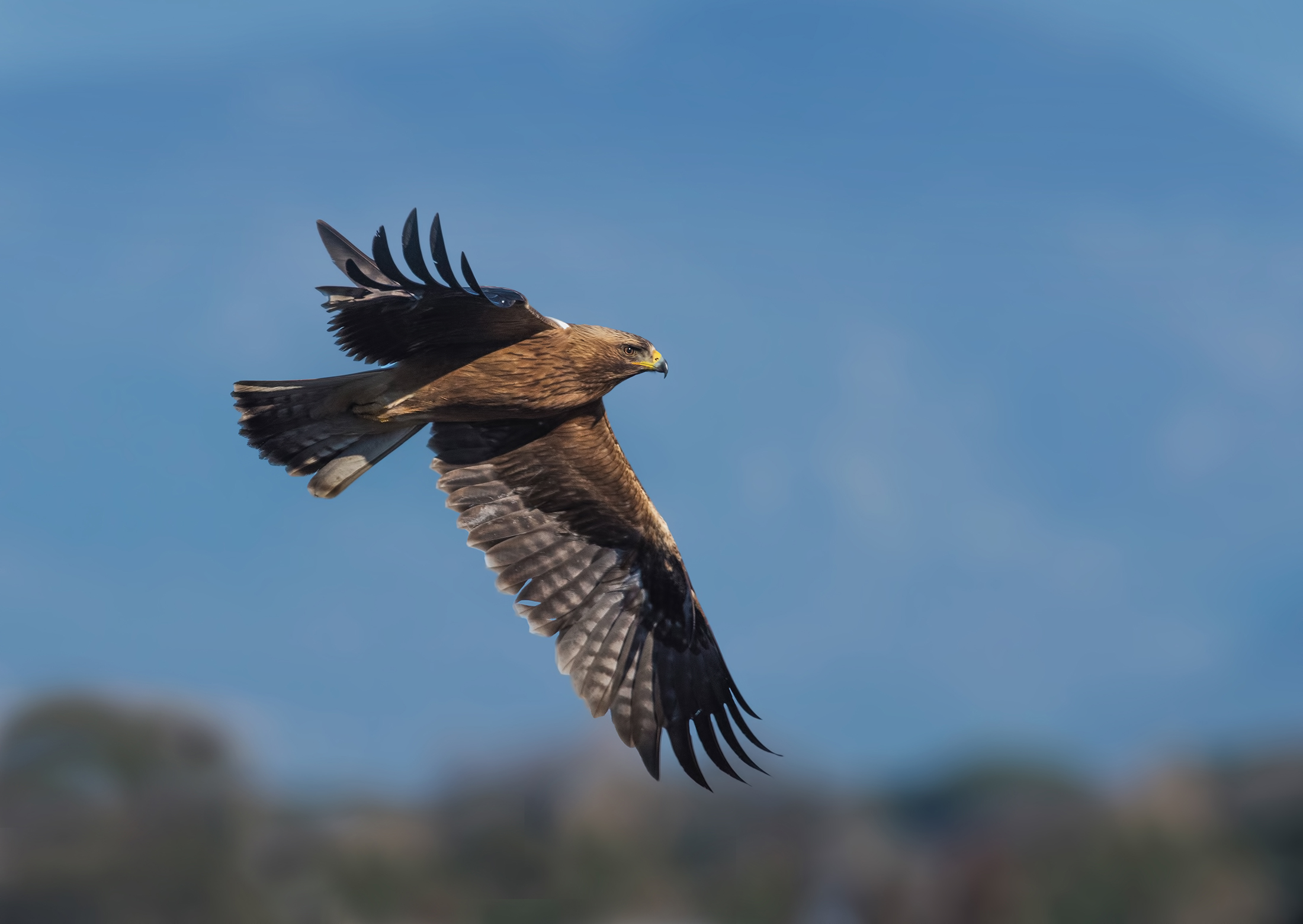 aquila minore a caccia