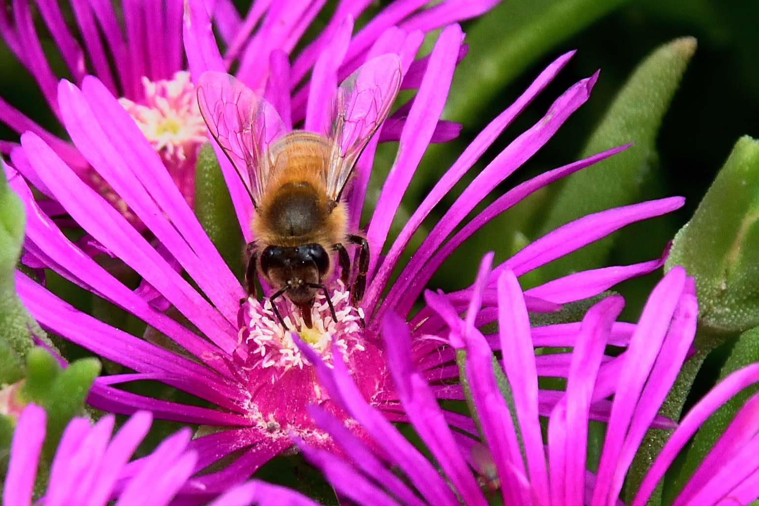 Succhiando Il Nettare