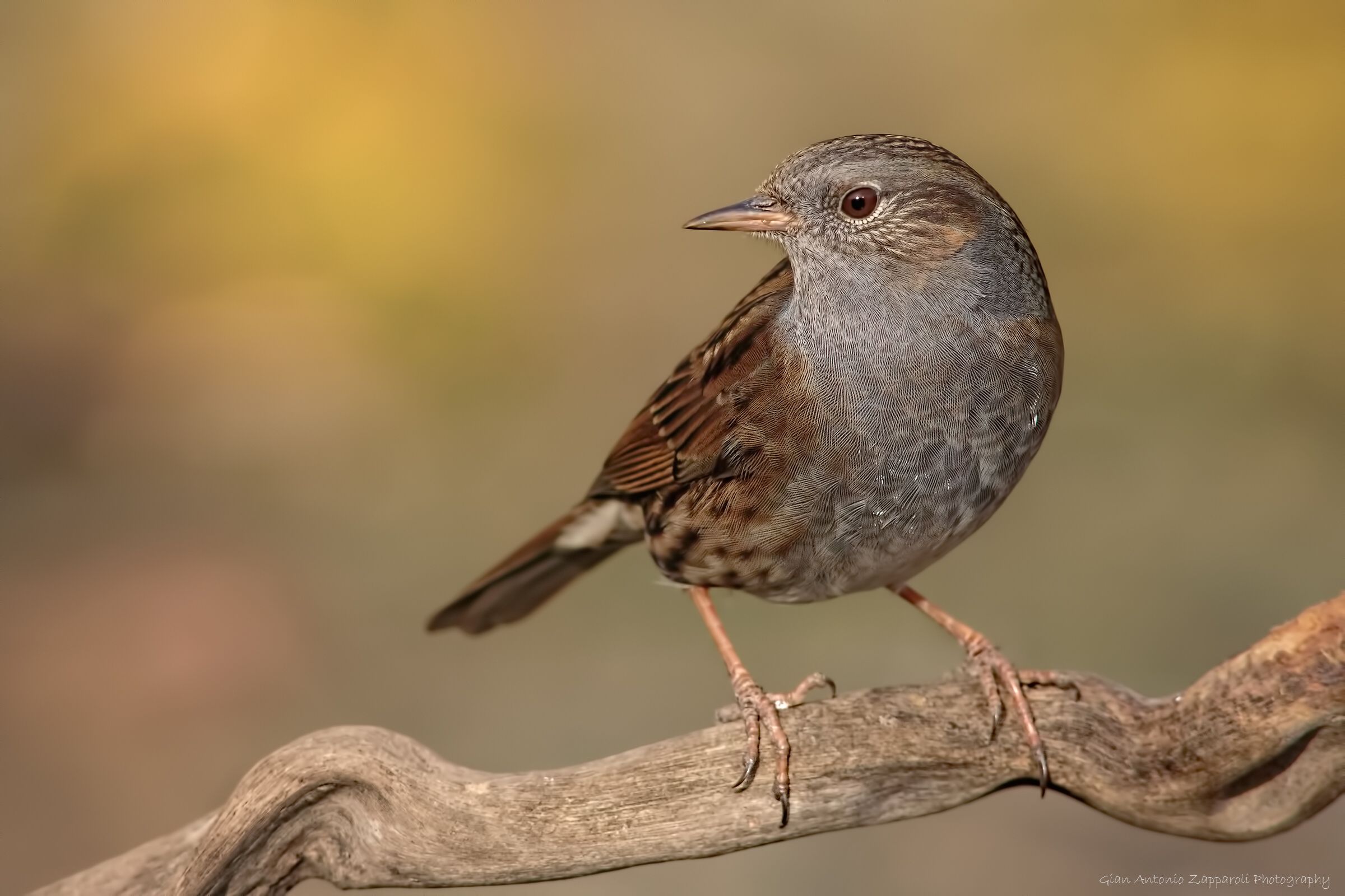Dunnock