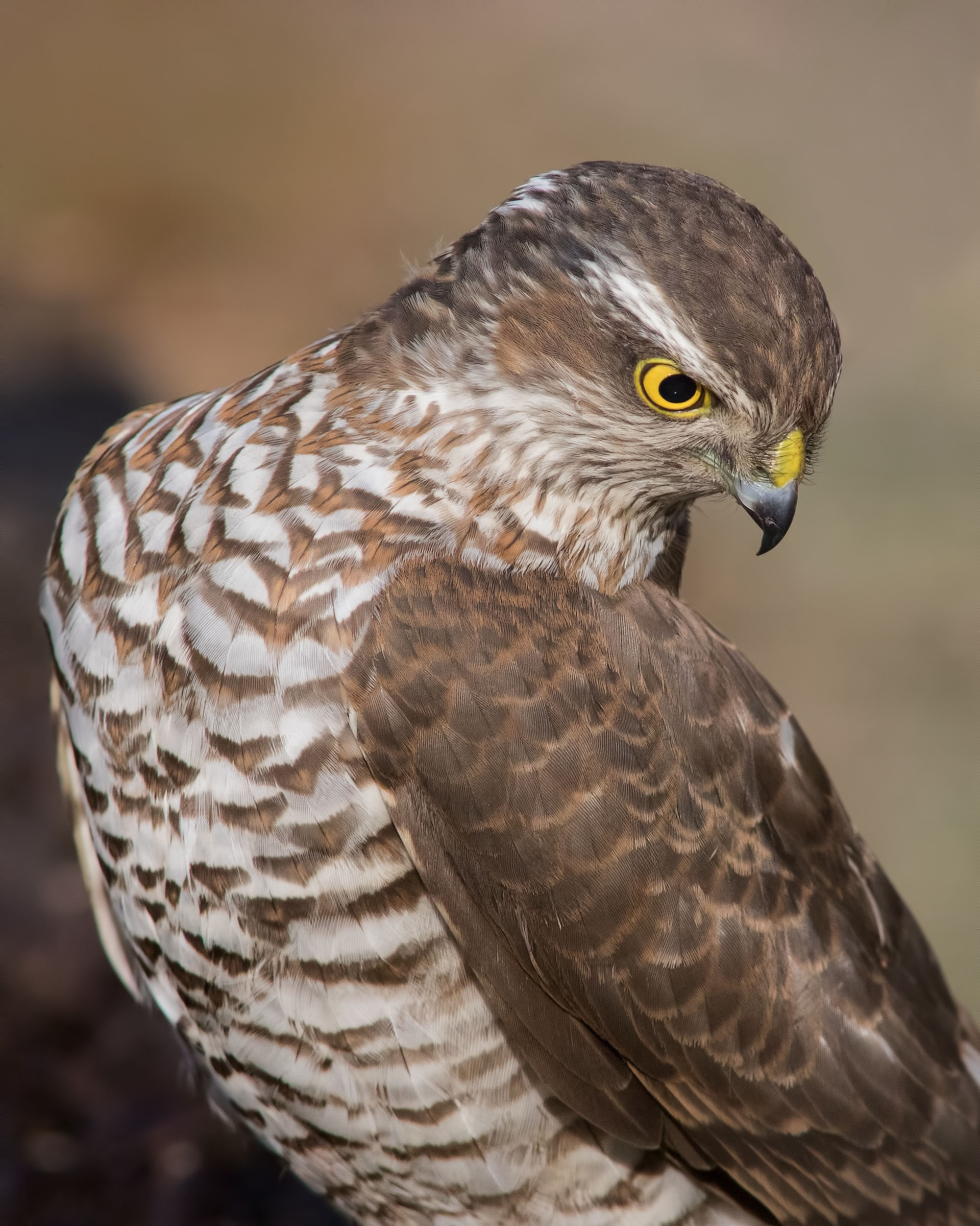Sparrowhawk (Accipiter nisus)