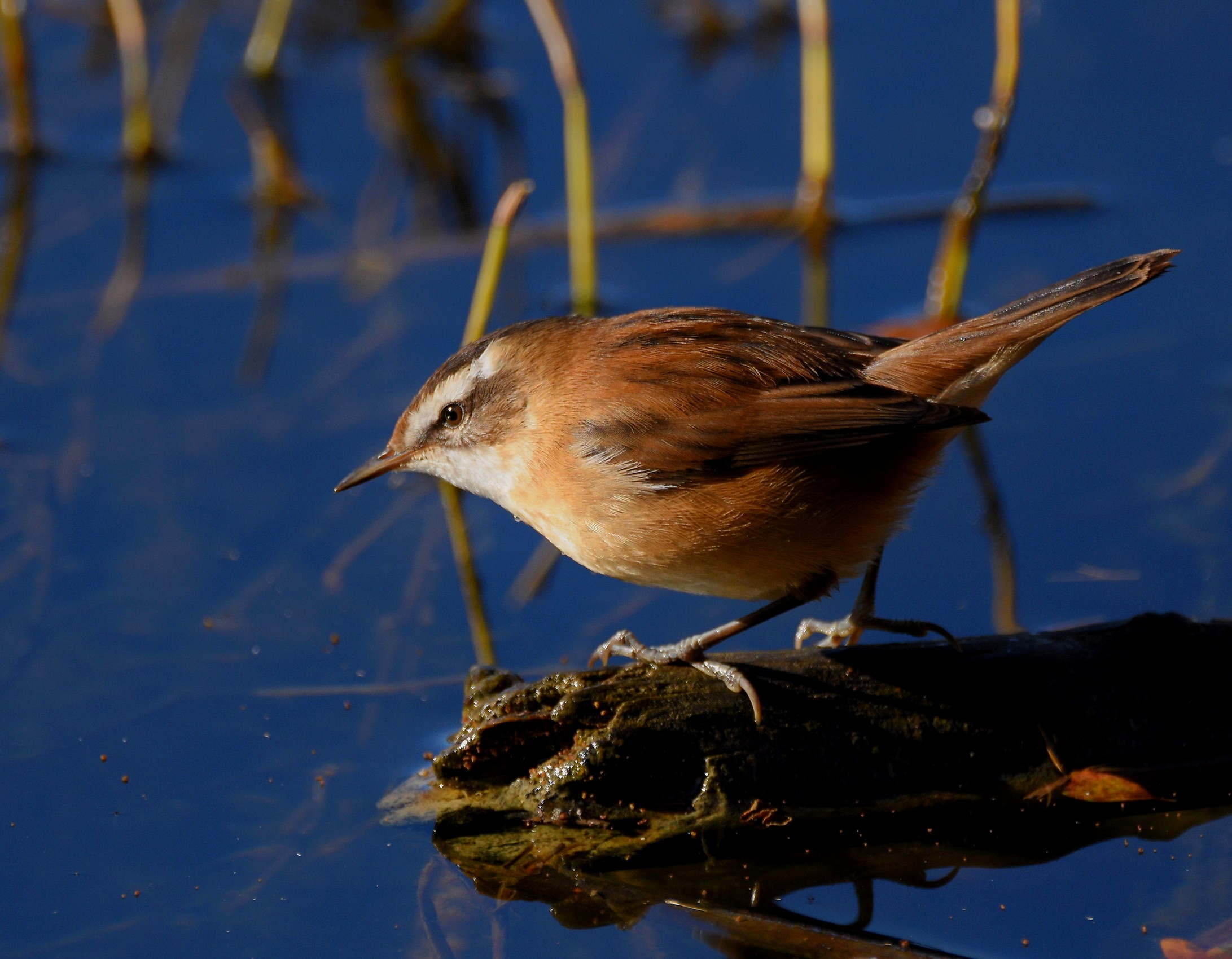Forapaglie castagnolo