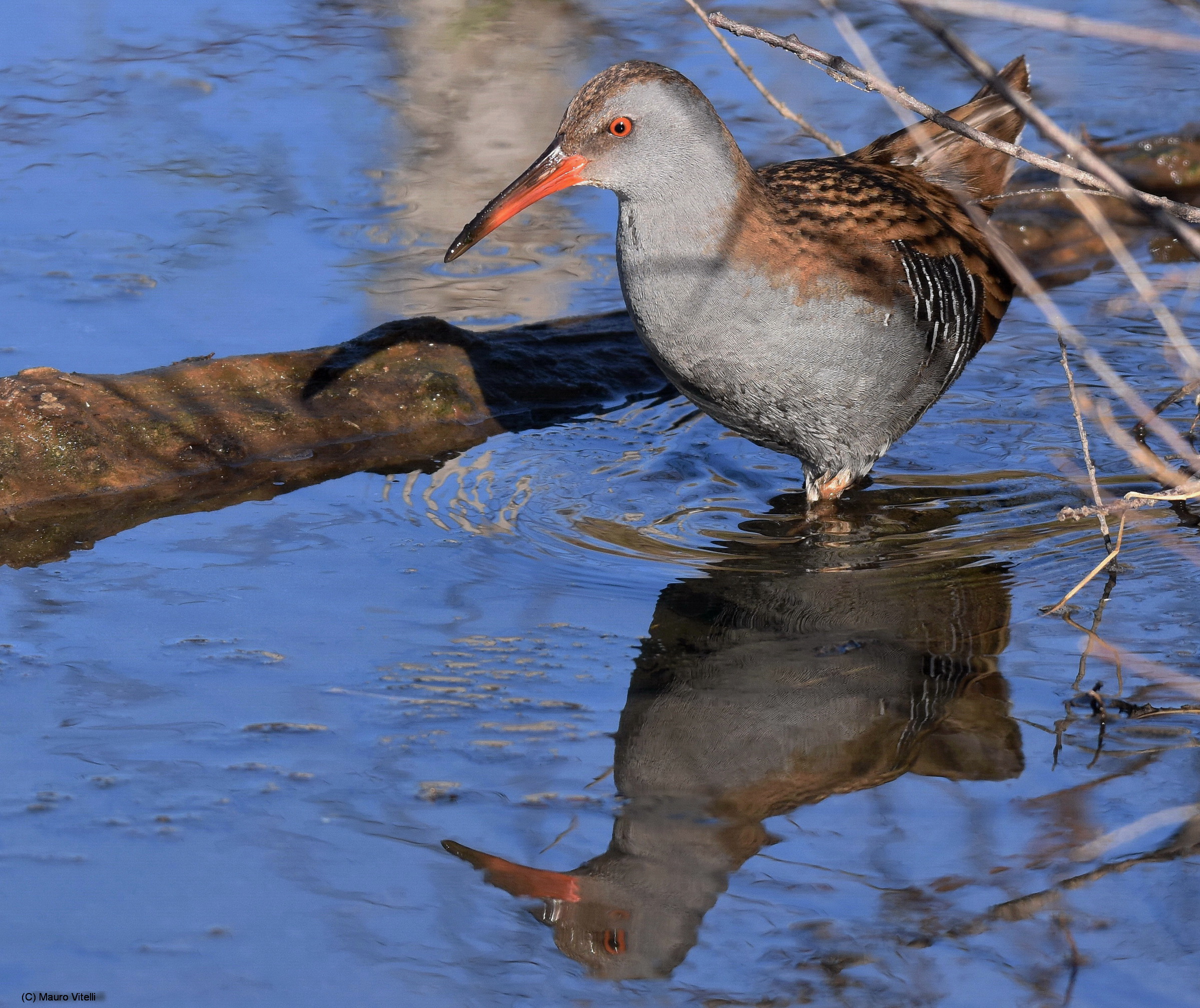 Water Rail (Rallus aquaticus)