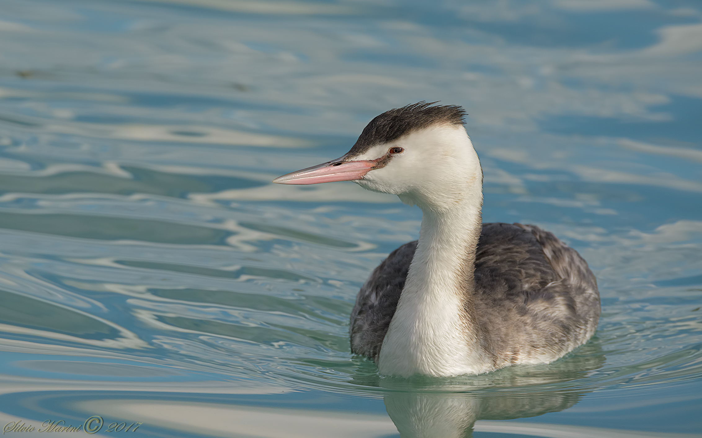 Svasso maggiore (Podiceps cristatus)