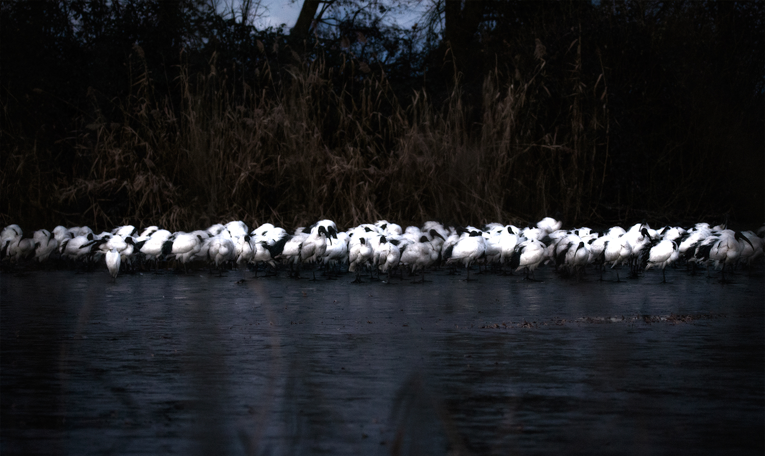 Oasi Palude di Casalbeltrame - Gennaio 2017