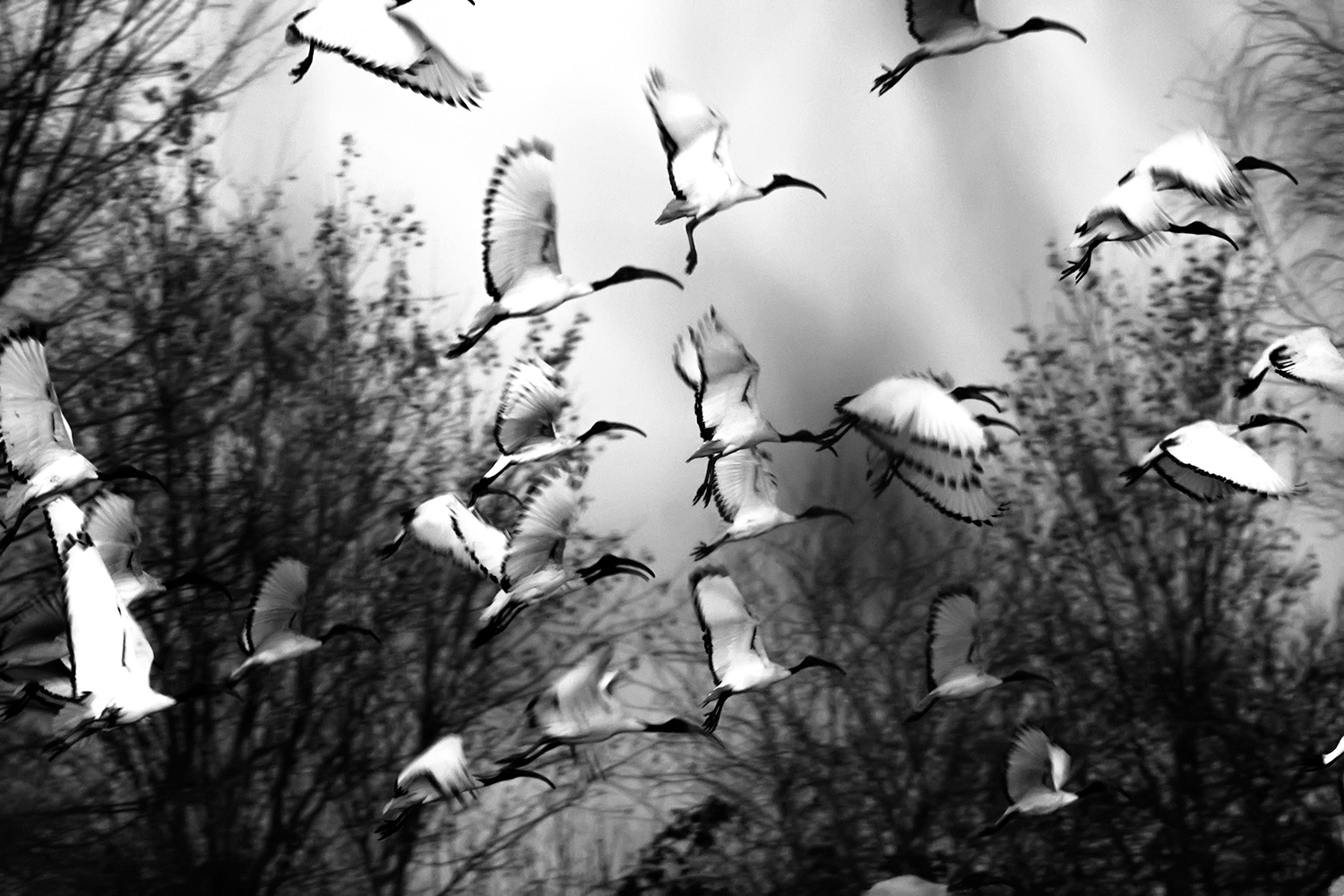 Oasi Palude di Casalbeltrame - Gennaio 2017