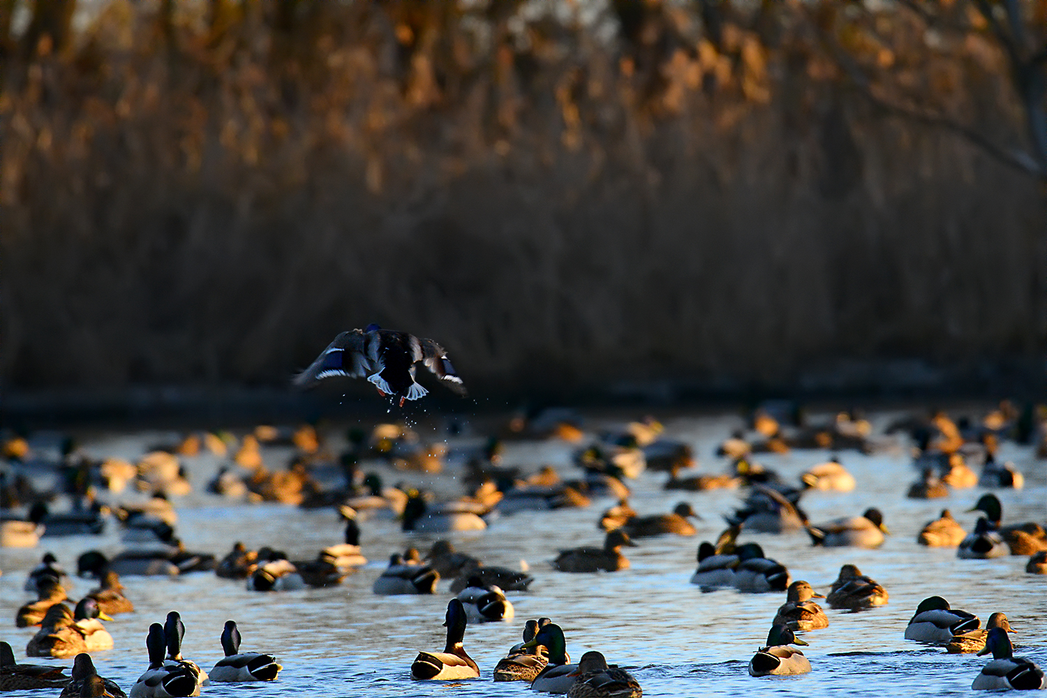 Oasi Palude di Casalbeltrame - Gennaio 2017