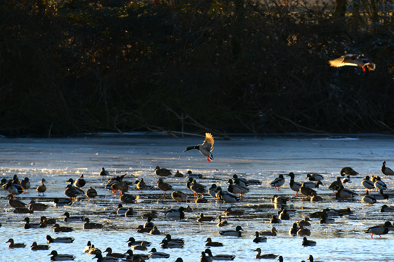 Oasi Palude di Casalbeltrame - Gennaio 2017