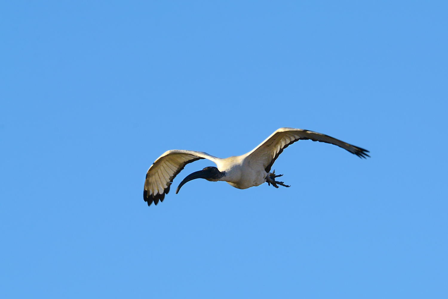 Oasi Palude di Casalbeltrame - Gennaio 2017