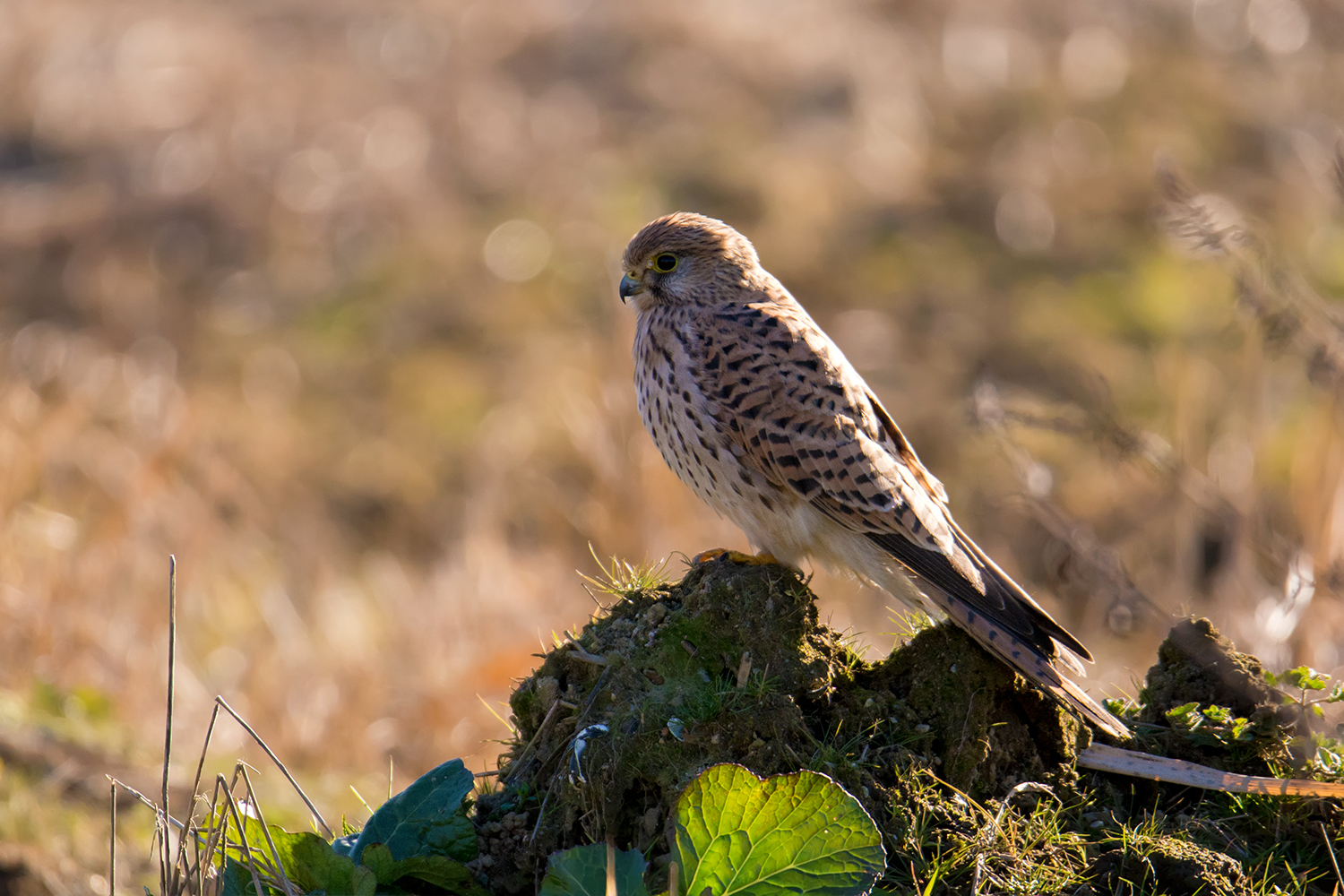 Oasi Palude di Casalbeltrame - Gennaio 2017