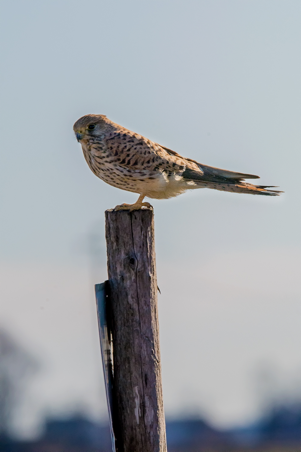 Oasi Palude di Casalbeltrame - Gennaio 2017