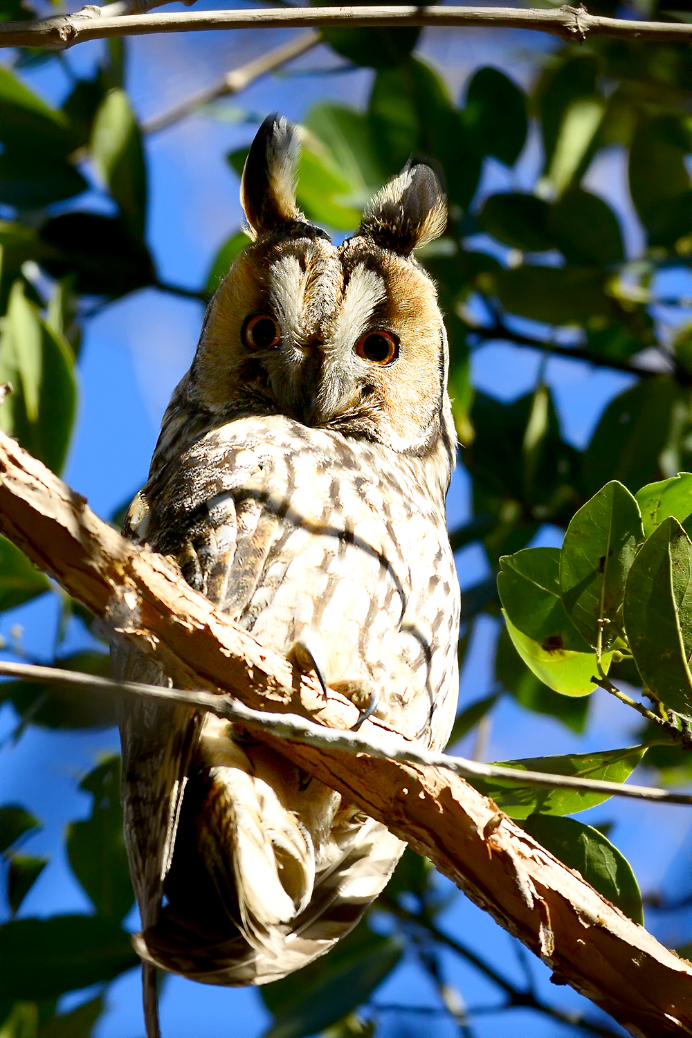 Oasi Palude di Casalbeltrame - Gennaio 2017
